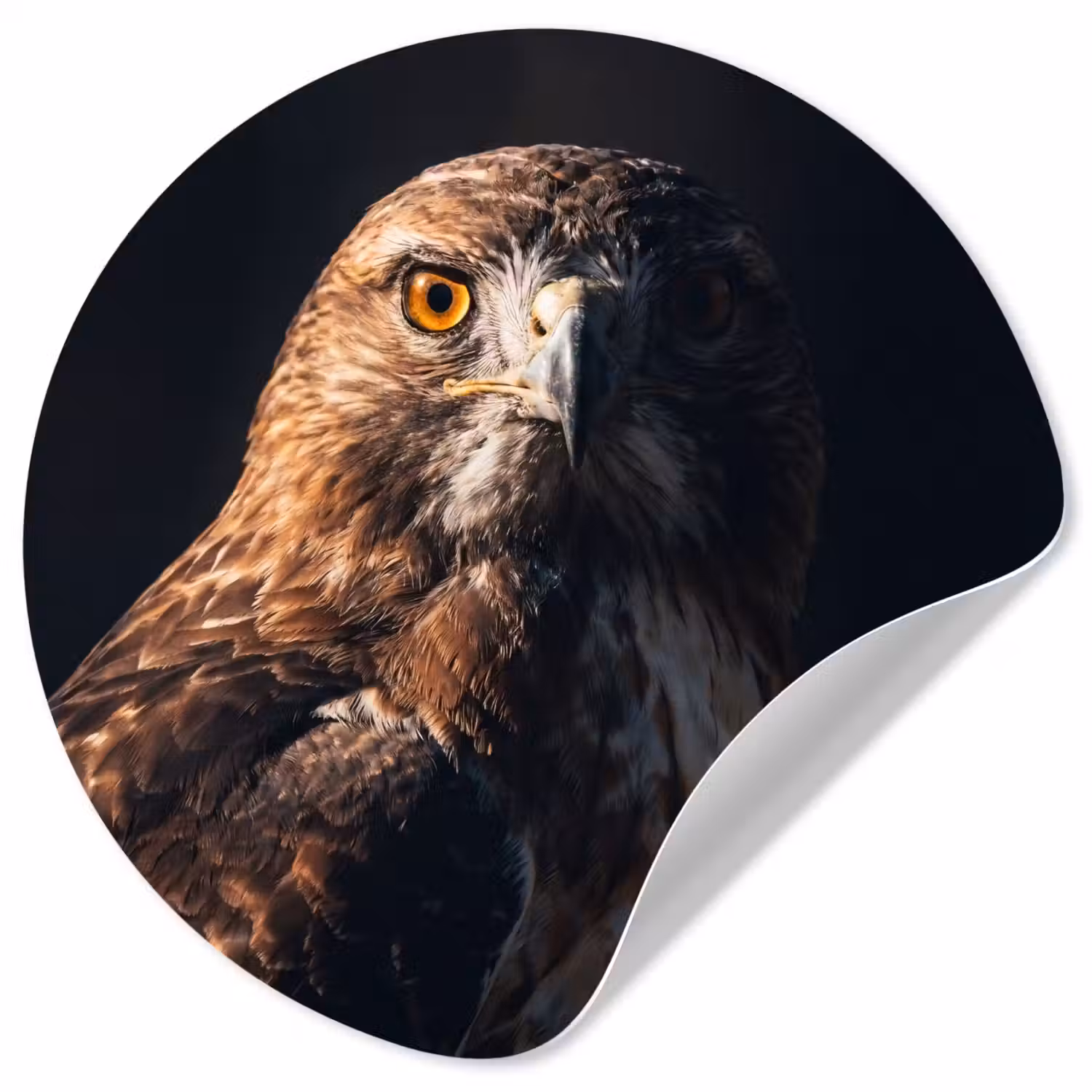Roofvogel - Buizerd - Bruin Wandcirkel behangsticker klein -3d