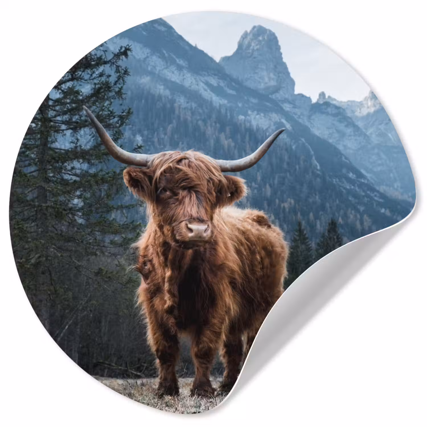 Schotse hooglander - Berg - Landschap - Bomen - Koe - Natuur Wandcirkel behangsticker klein -3d
