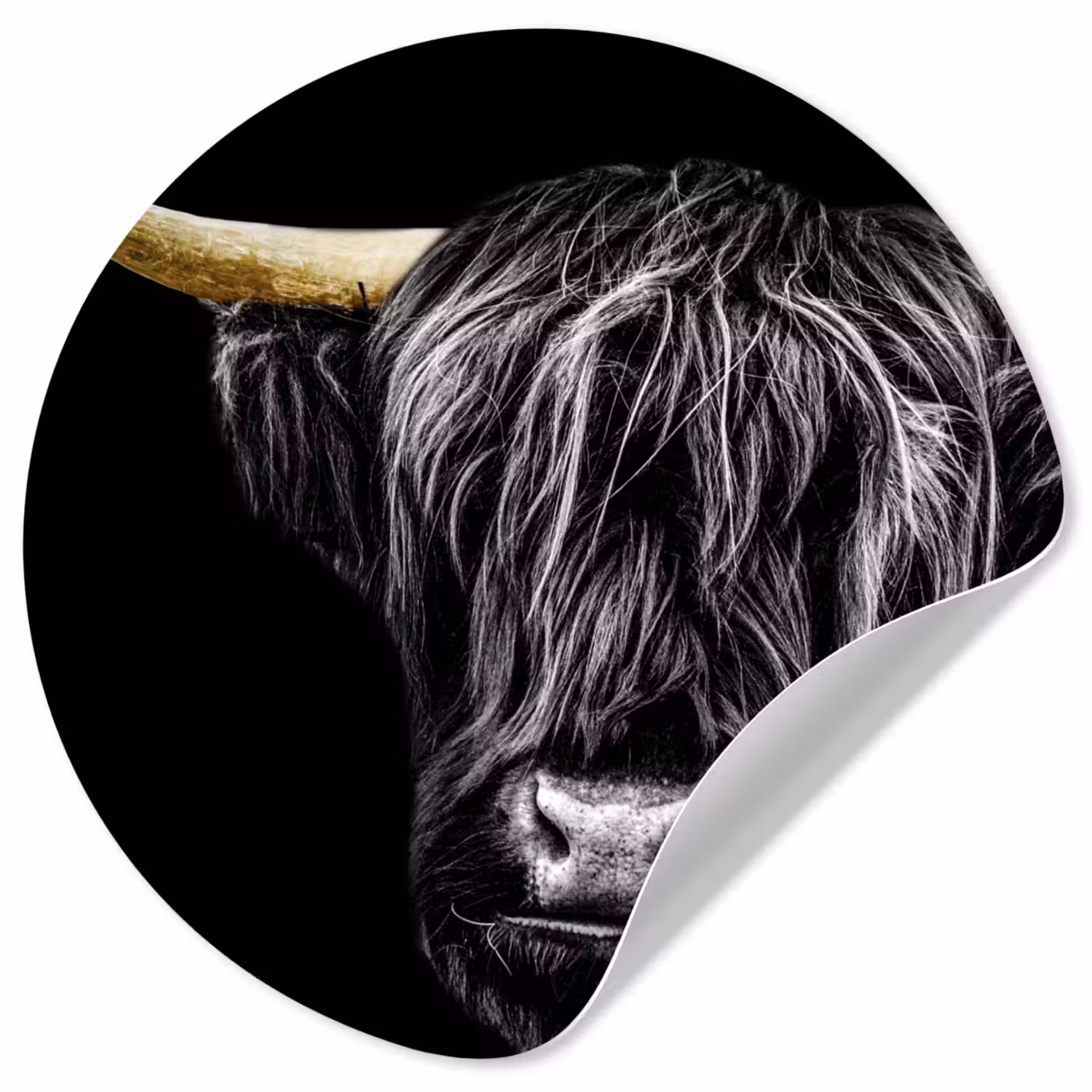 Schotse hooglander - Goud - Vacht - Dieren - Koe Wandcirkel behangsticker klein -3d
