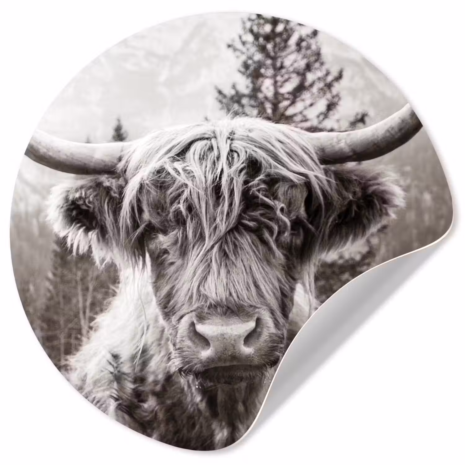 Schotse hooglander - Koe - Dieren - Zwart - Wit Wandcirkel behangsticker klein -3d