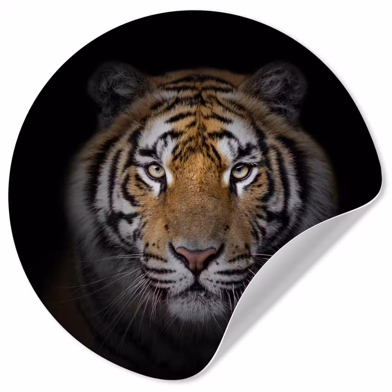 Tijger - Wilde dieren - Portret - Zwart - Dieren Wandcirkel behangsticker klein -3d