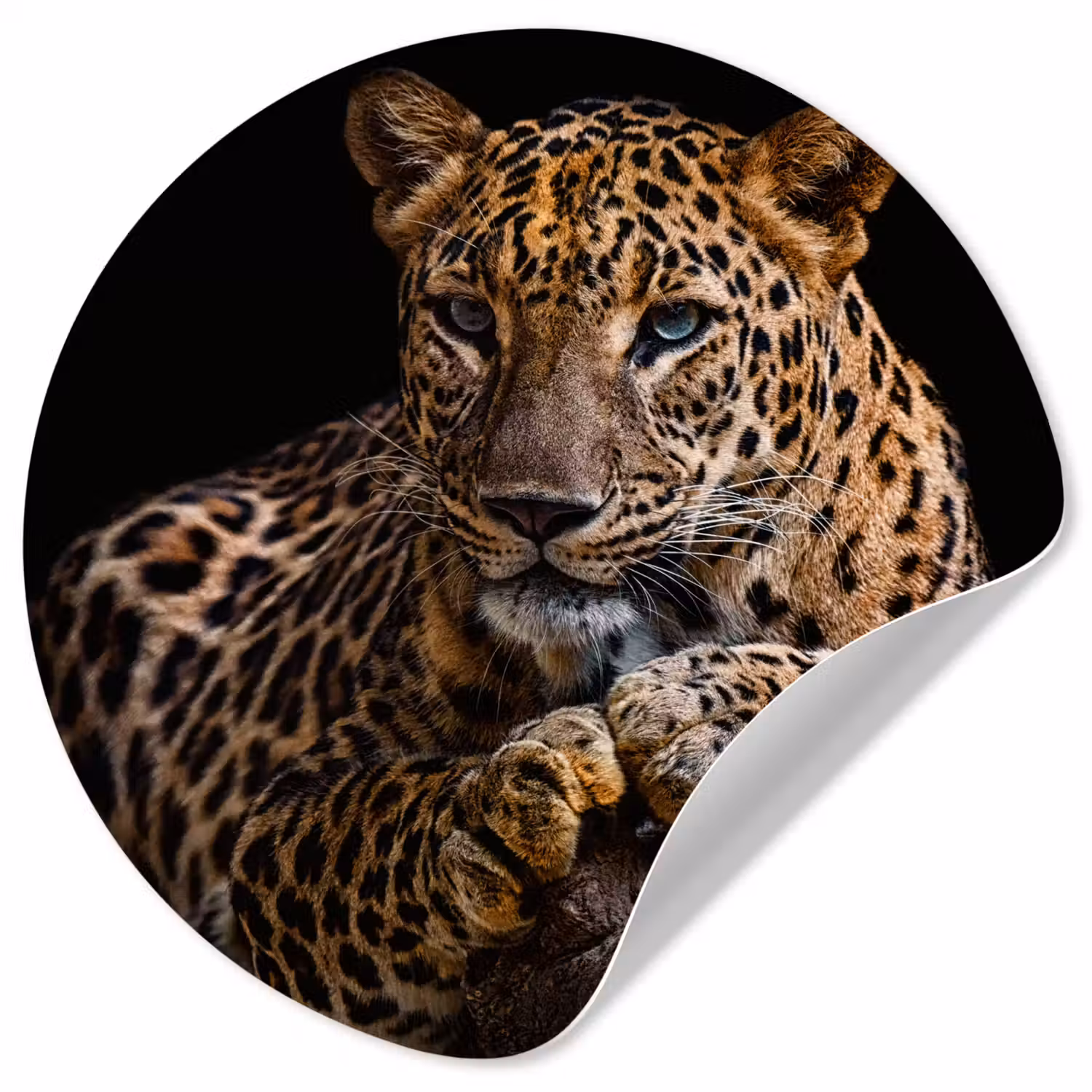 Wilde dieren - Panter - Portret - Zwart - Dieren Wandcirkel behangsticker klein -3d