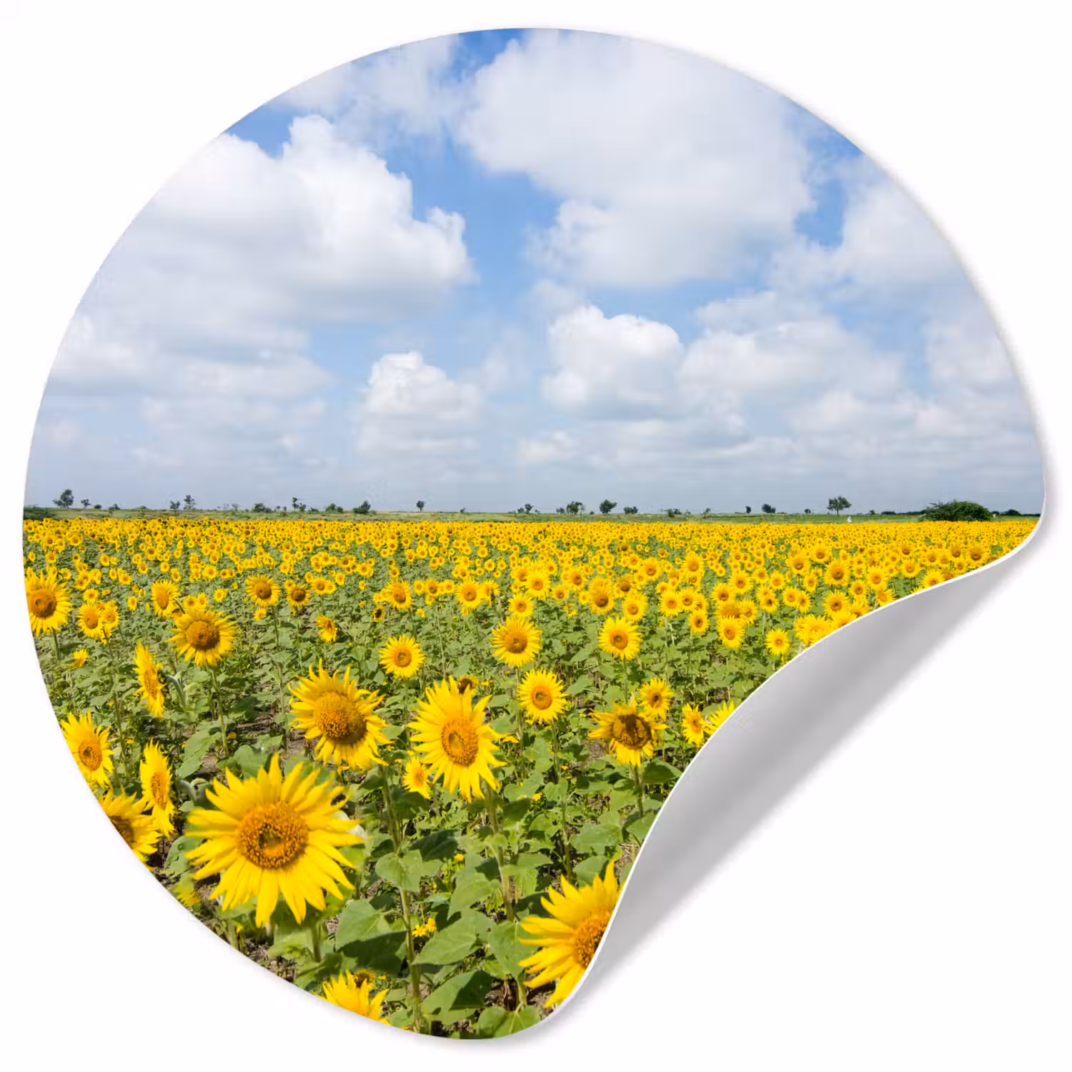 Zonnebloemen - Bloemen - Wolken - Natuur - Geel - Landschap Wandcirkel behangsticker klein -3d