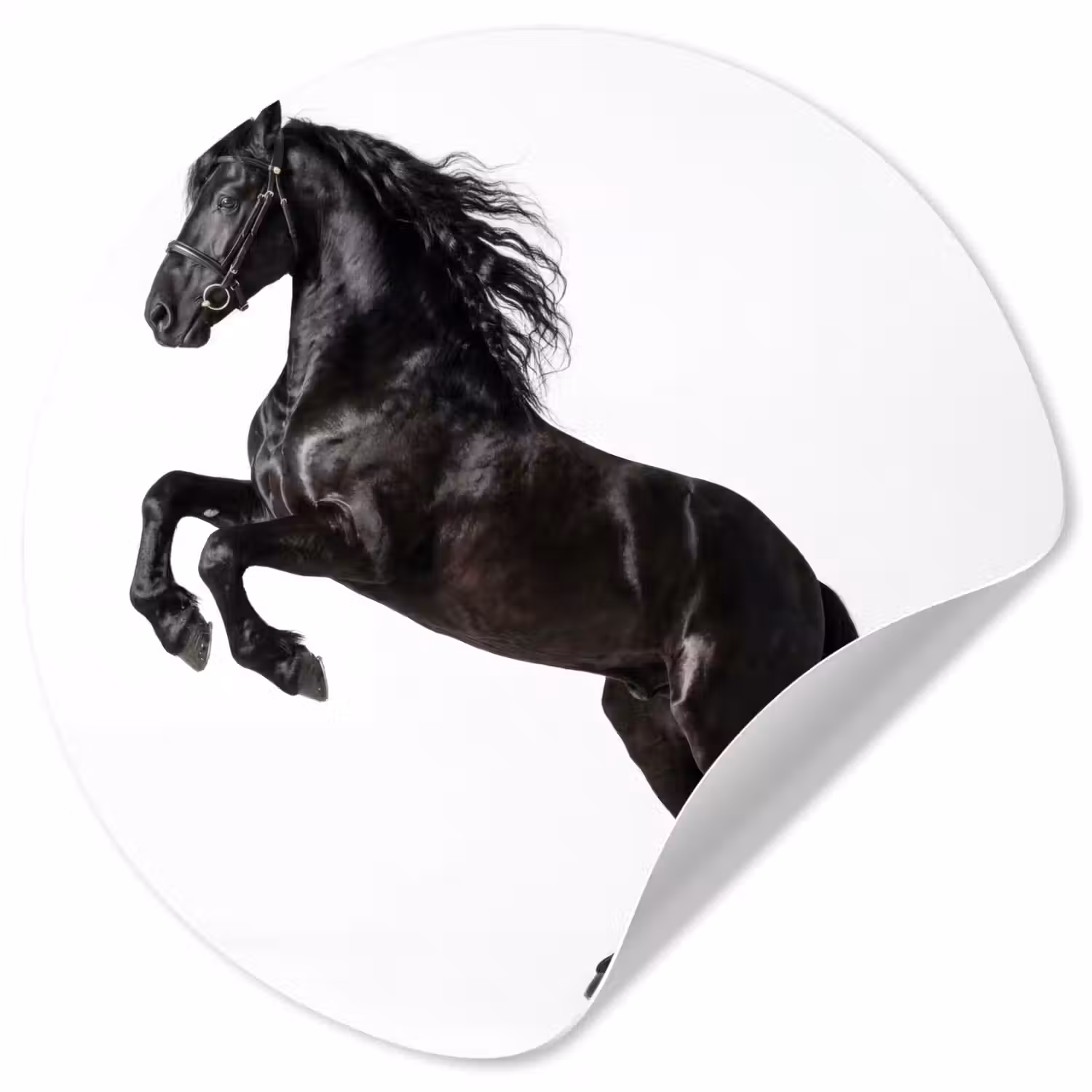 Zwart - Paard - Portret Wandcirkel behangsticker klein -3d