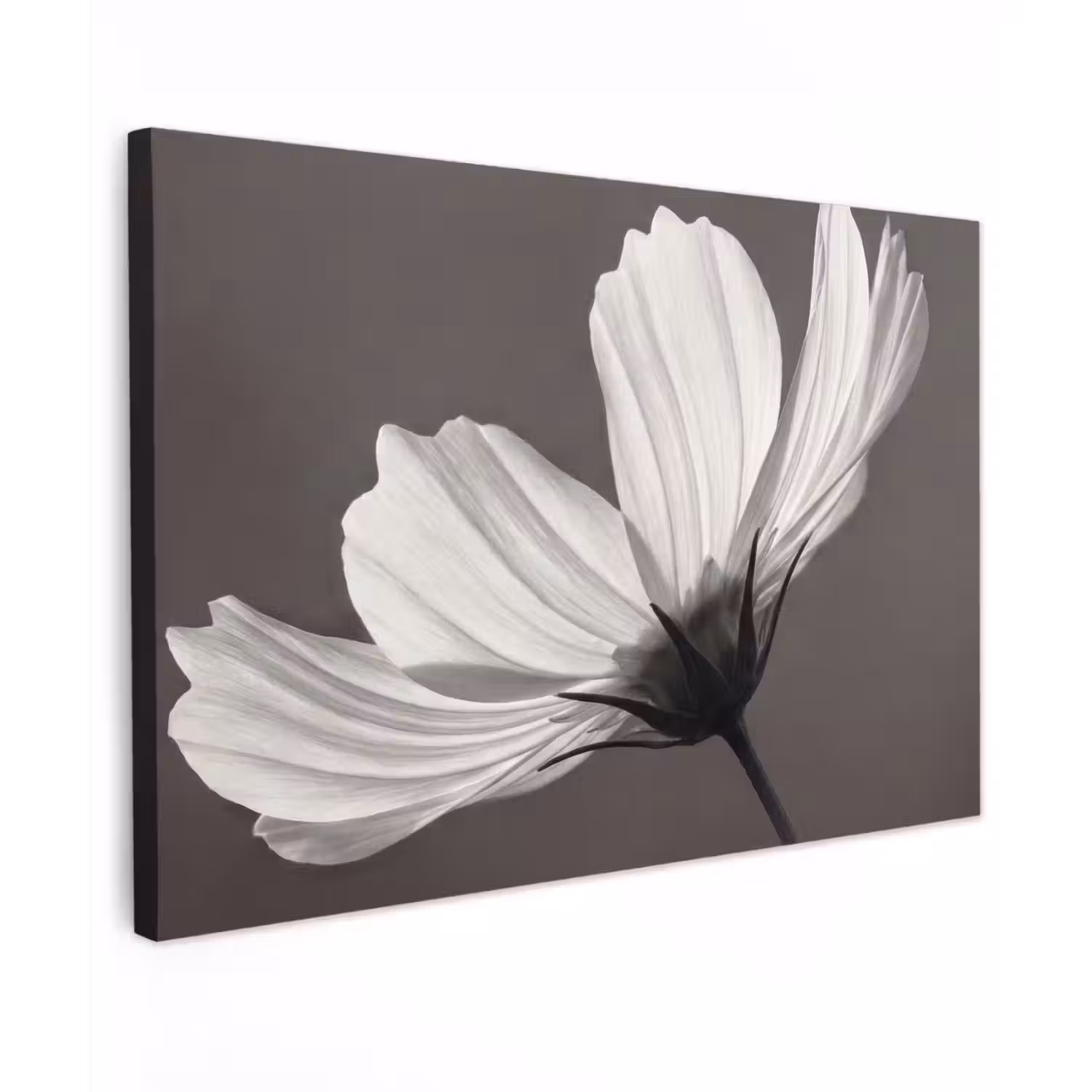 Bloem - Minimalistisch - Zwart - Wit Tuinposter op houten frame 2 cm dik klein -3d