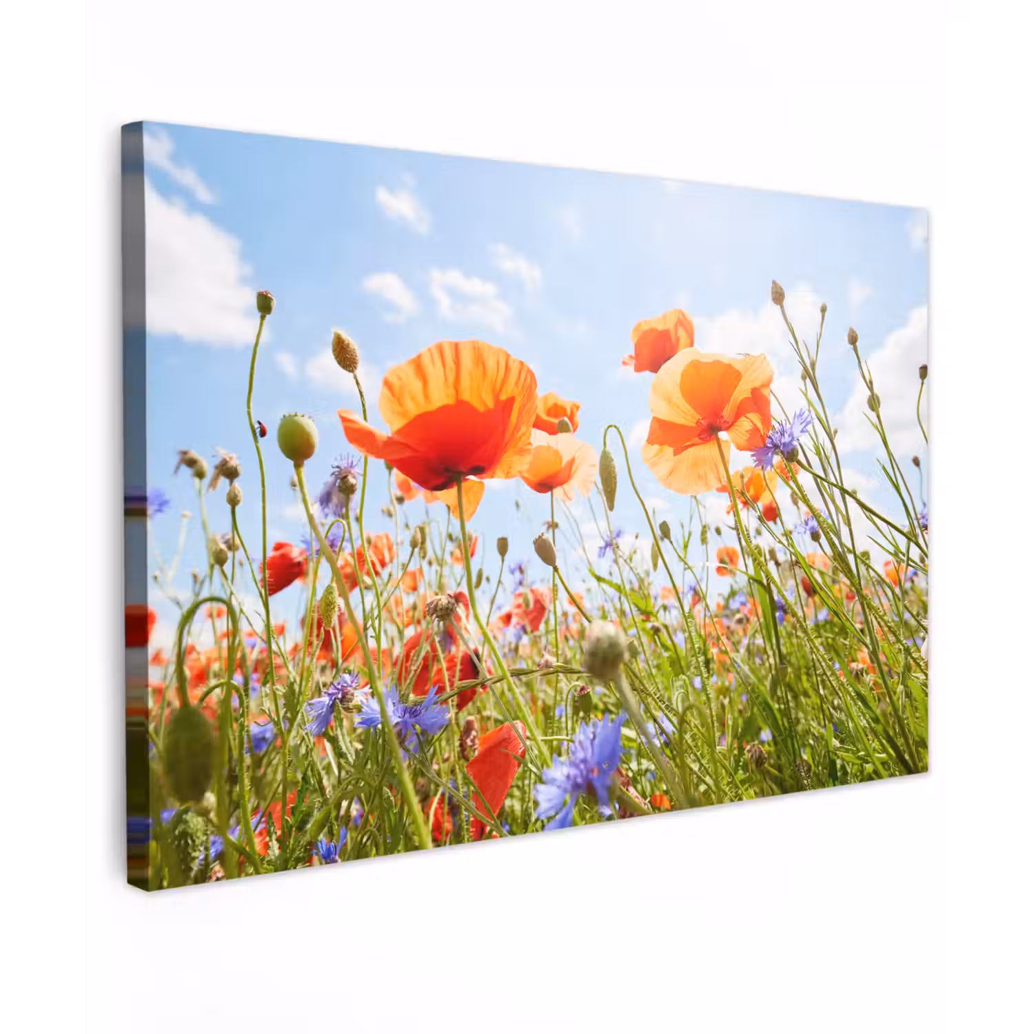 Bloemen - Klaproos - Lente - Natuur - Rood - Blauw Tuinposter op houten frame 2 cm dik klein -3d