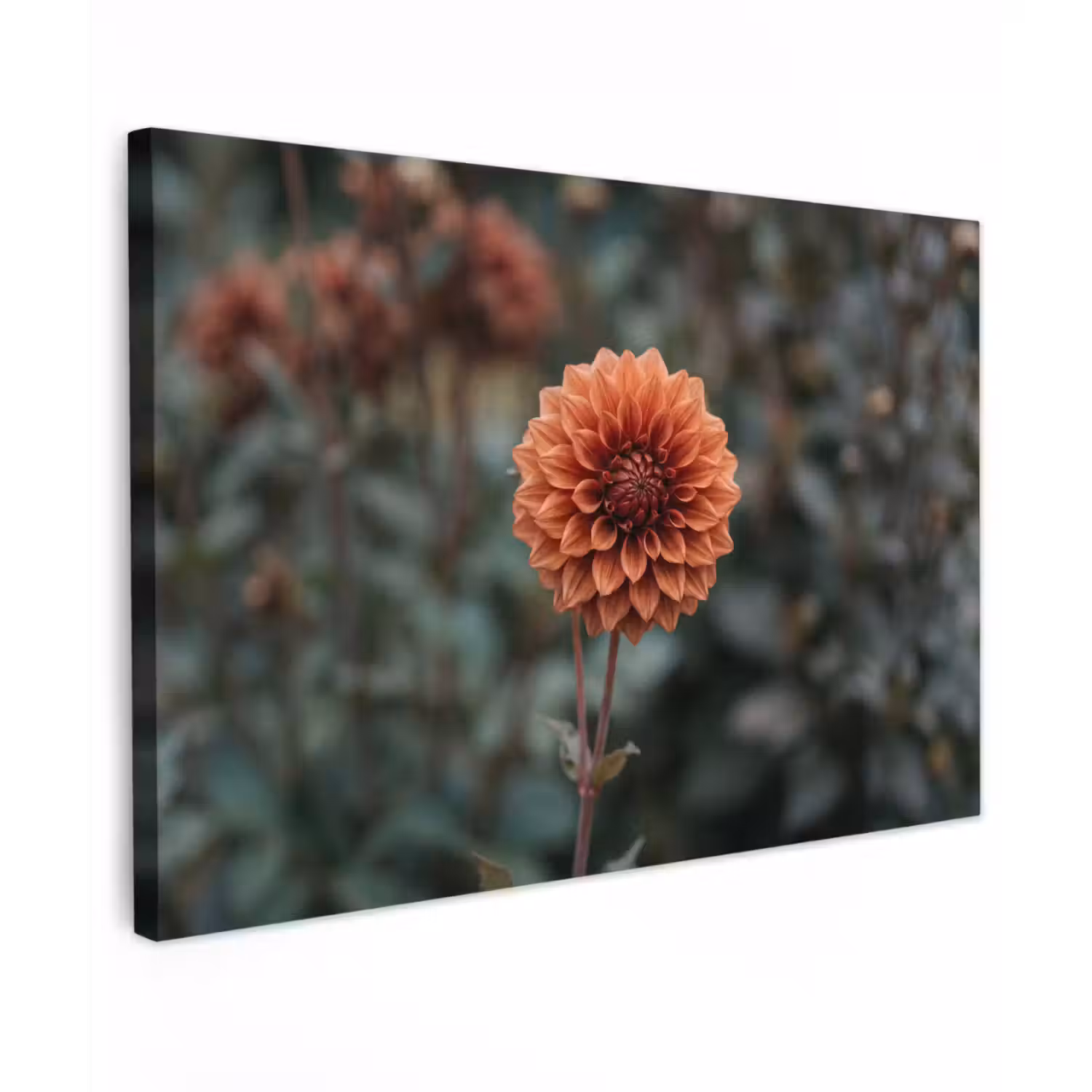 Dahlia - Bloem - Natuur - Sfeervol Tuinposter op houten frame 2 cm dik klein -3d
