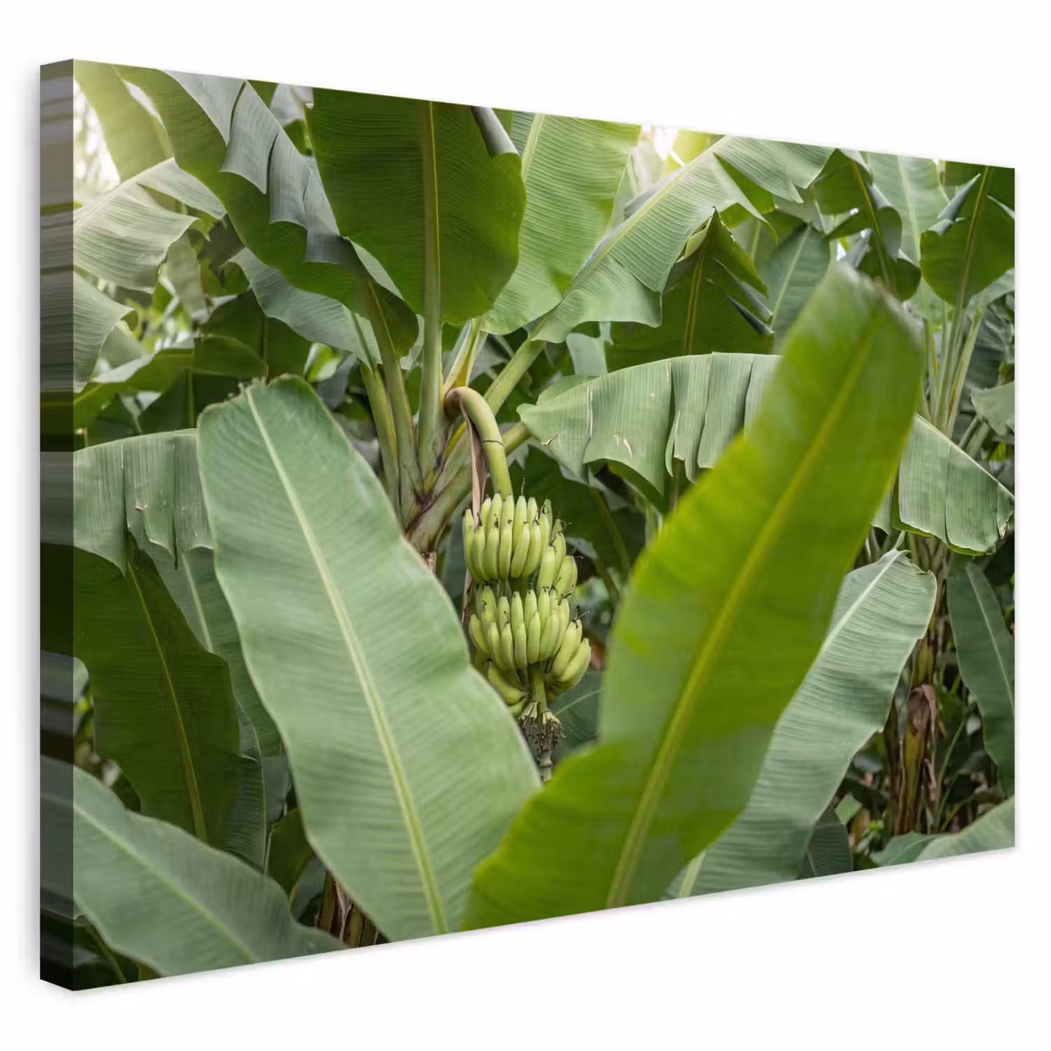 Eten - Bananen - Plantage - Groen Tuinposter op houten frame 2 cm dik klein -3d