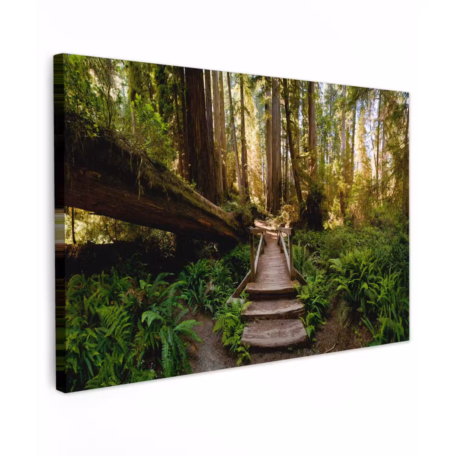 Jungle - Natuur - Trap - Bomen Tuinposter op houten frame 2 cm dik klein -3d