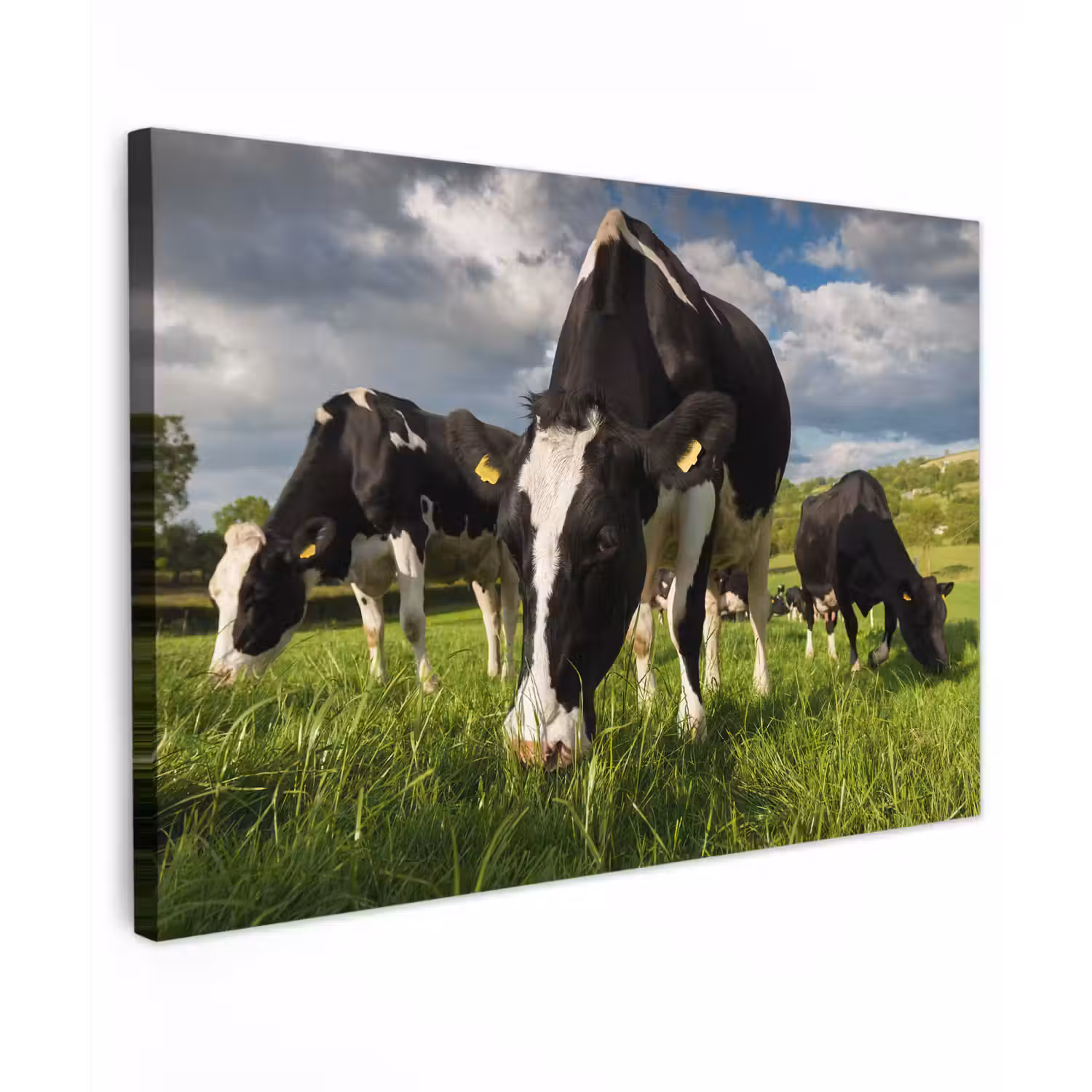Koeien - Dieren - Gras - Weiland - Boerderij Tuinposter op houten frame 2 cm dik klein -3d
