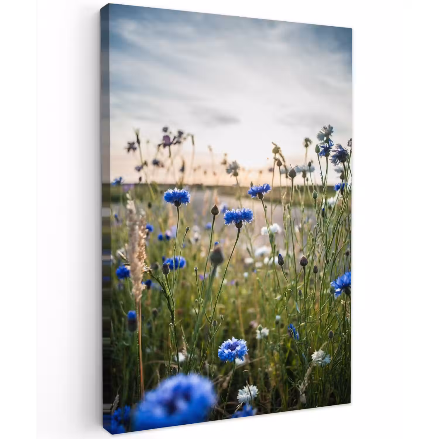 Korenbloemen bij zonsondergang Tuinposter op houten frame 2 cm dik klein -3d