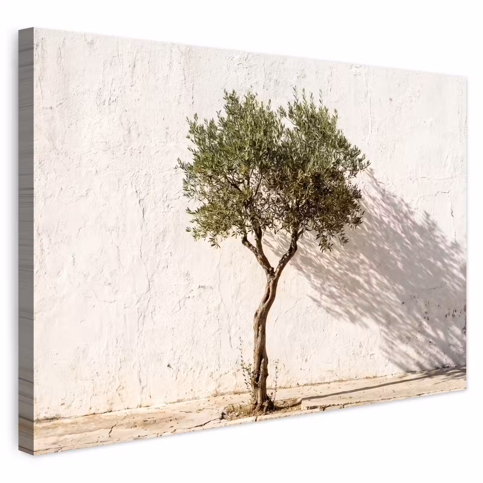 Buiten canvas - Olijfboom - muur - wit - Olijfboom - muur - wit Tuinposter op houten frame 2 cm dik klein