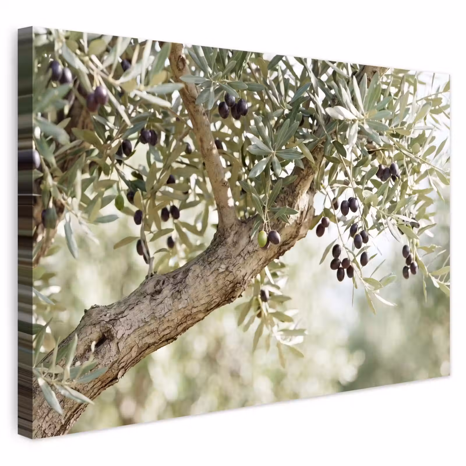 Buiten canvas - Olijfboom - tak - groen - Olijfboom - tak - groen Tuinposter op houten frame 2 cm dik klein