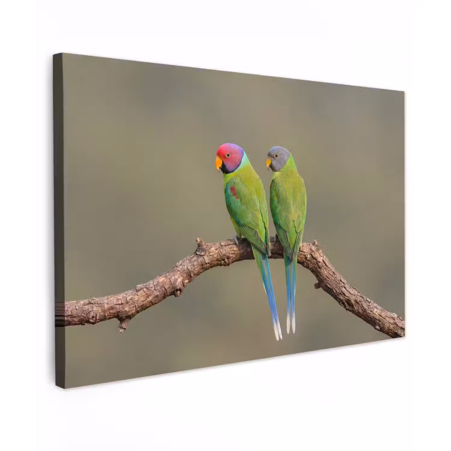 Papagaai - Tak - Natuur - Kleurrijk Tuinposter op houten frame 2 cm dik klein -3d