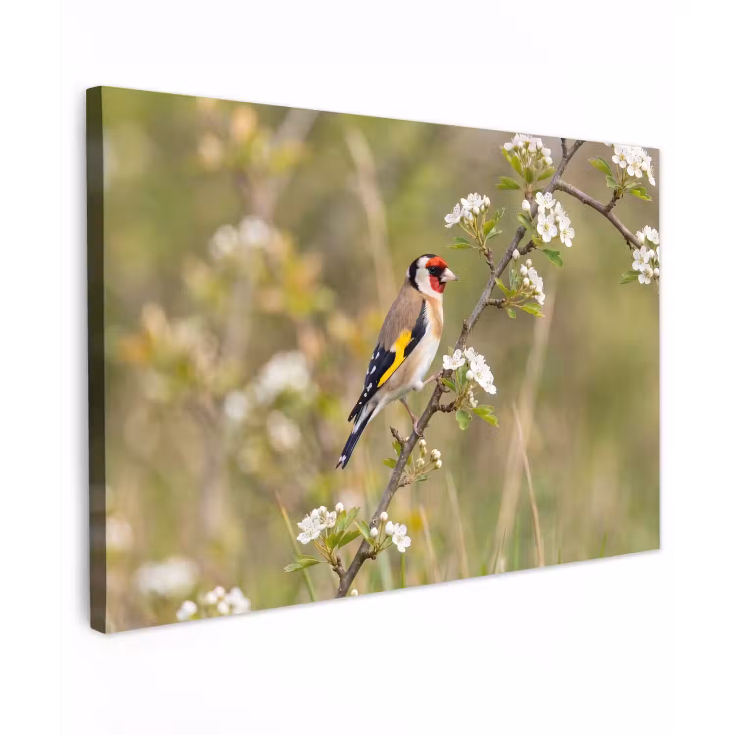 Putter - Bloesem - Lente - Natuur - Kleurrijk Tuinposter op houten frame 2 cm dik klein -3d