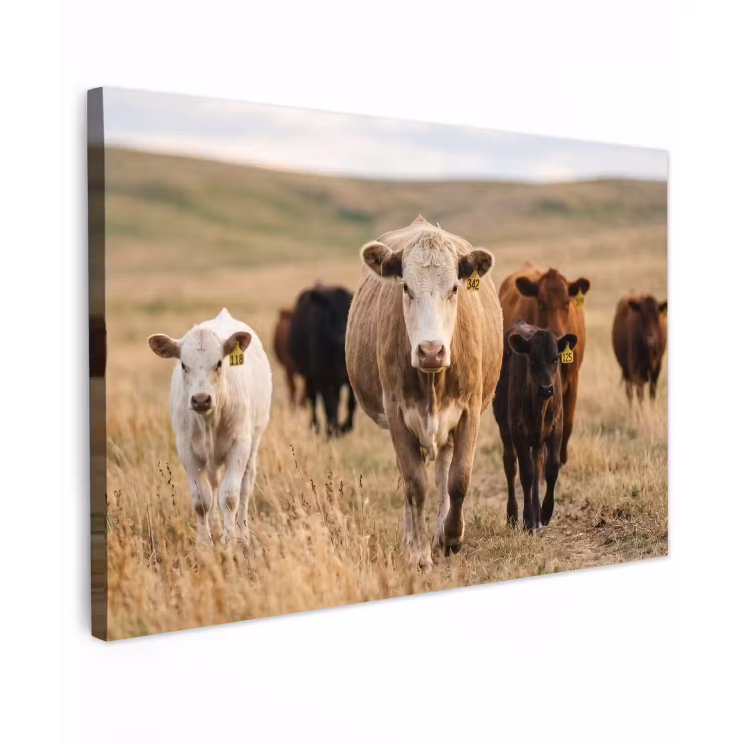 Runderen - Kudde - Landschap - Weide - Rustig Tuinposter op houten frame 2 cm dik klein -3d