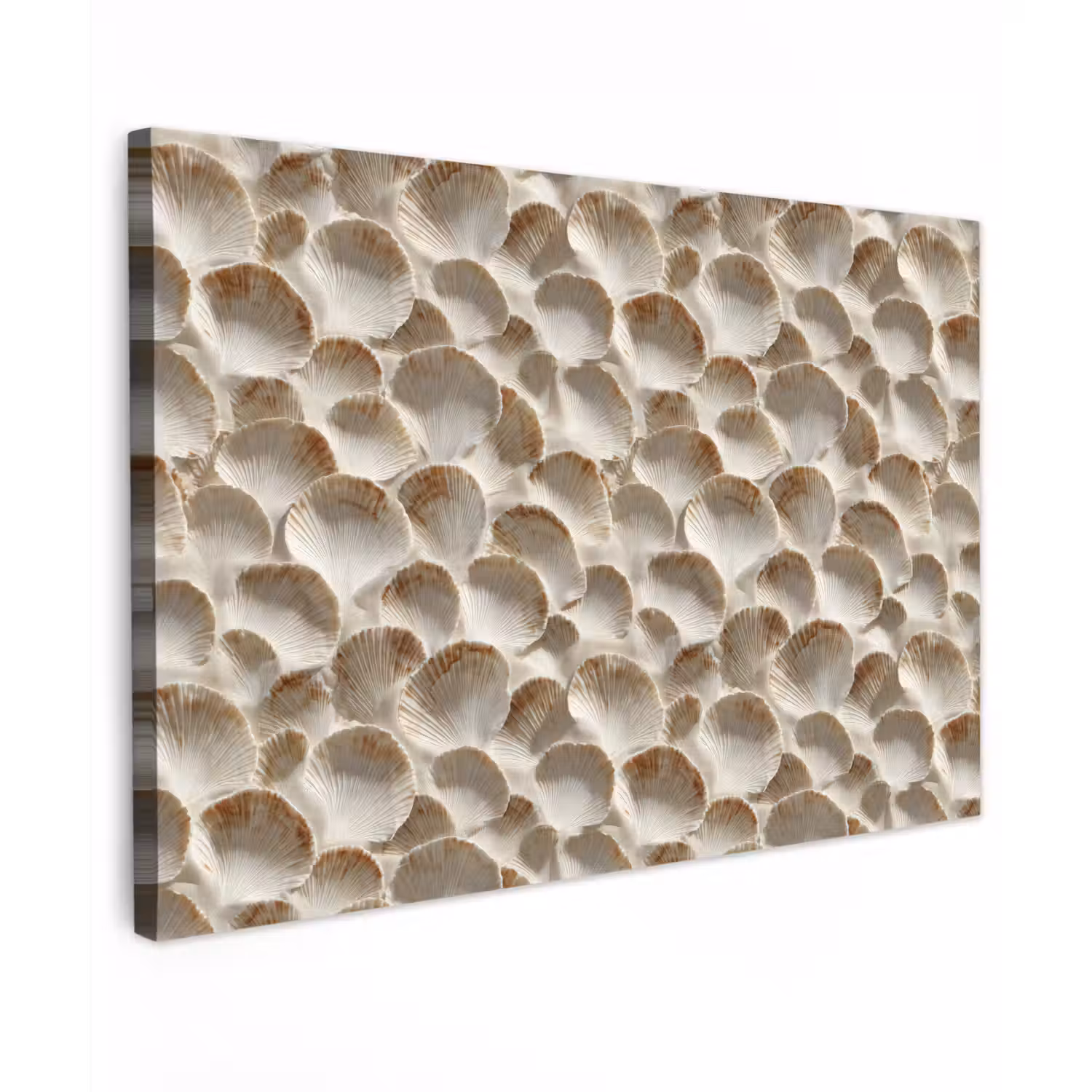 Schelpen - Waaiervorm - Wit Tuinposter op houten frame 2 cm dik klein 845 -3d