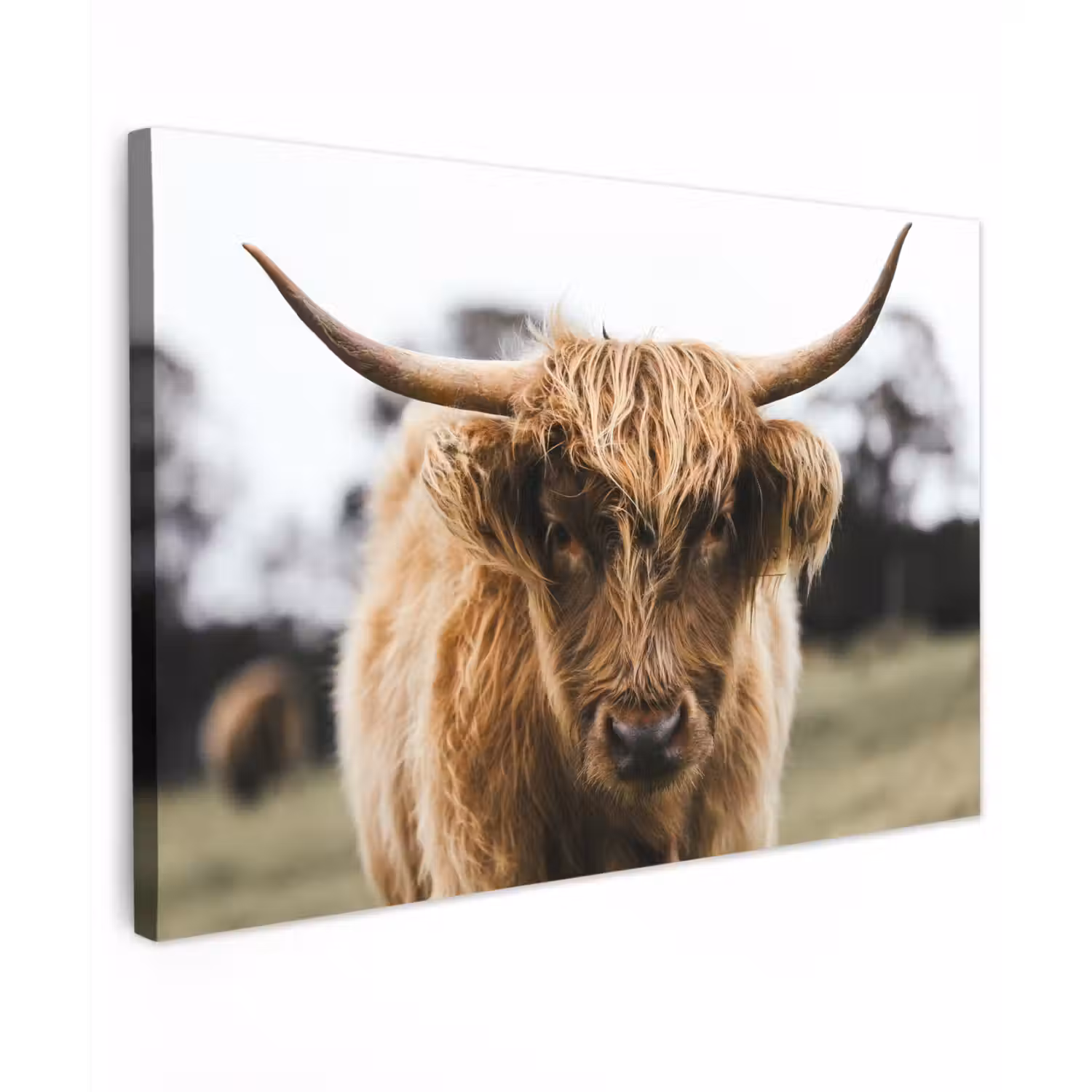 Schotse Hooglander - Koe - Gras - Dieren - Natuur Tuinposter op houten frame 2 cm dik klein -3d