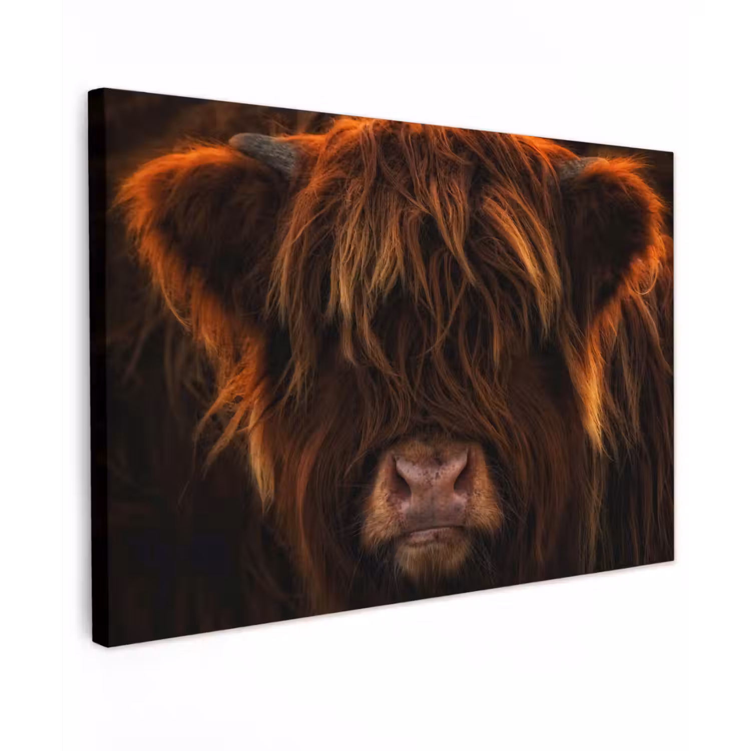 Schotse Hooglander - Koe - Portret - Dieren Tuinposter op houten frame 2 cm dik klein -3d