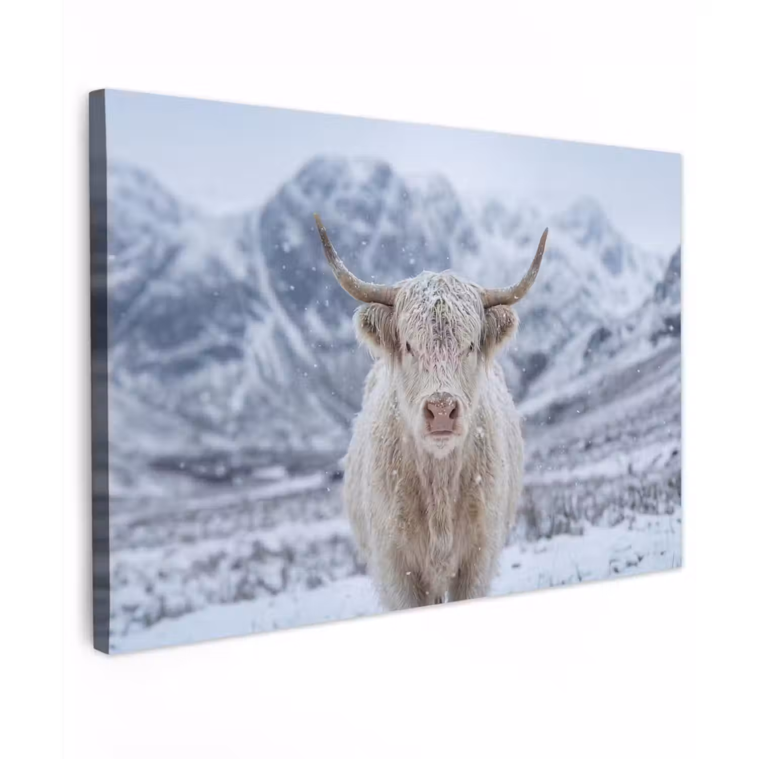 Schotse Hooglander - Sneeuw - Bergen - Winter Tuinposter op houten frame 2 cm dik klein -3d