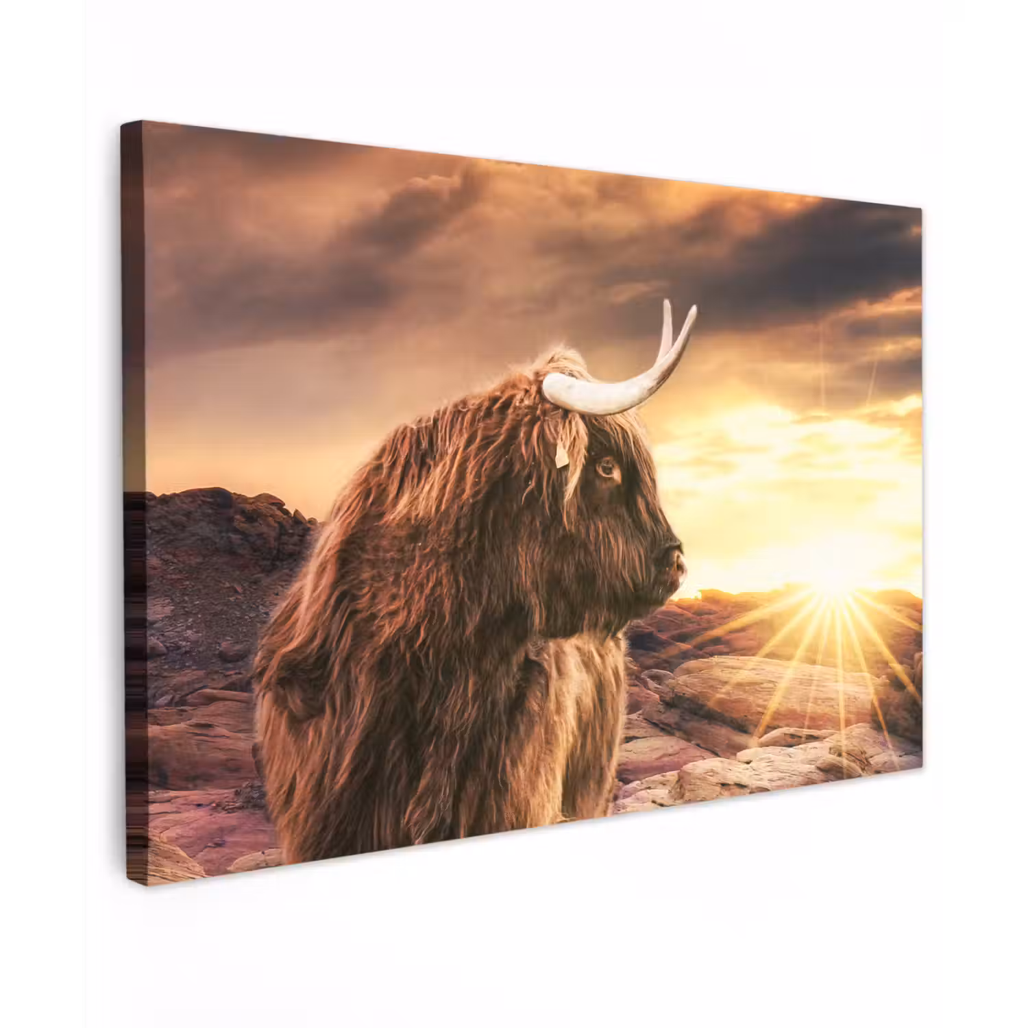 Schotse hooglander - Zon - Horizon - Koe - Dieren Tuinposter op houten frame 2 cm dik klein -3d