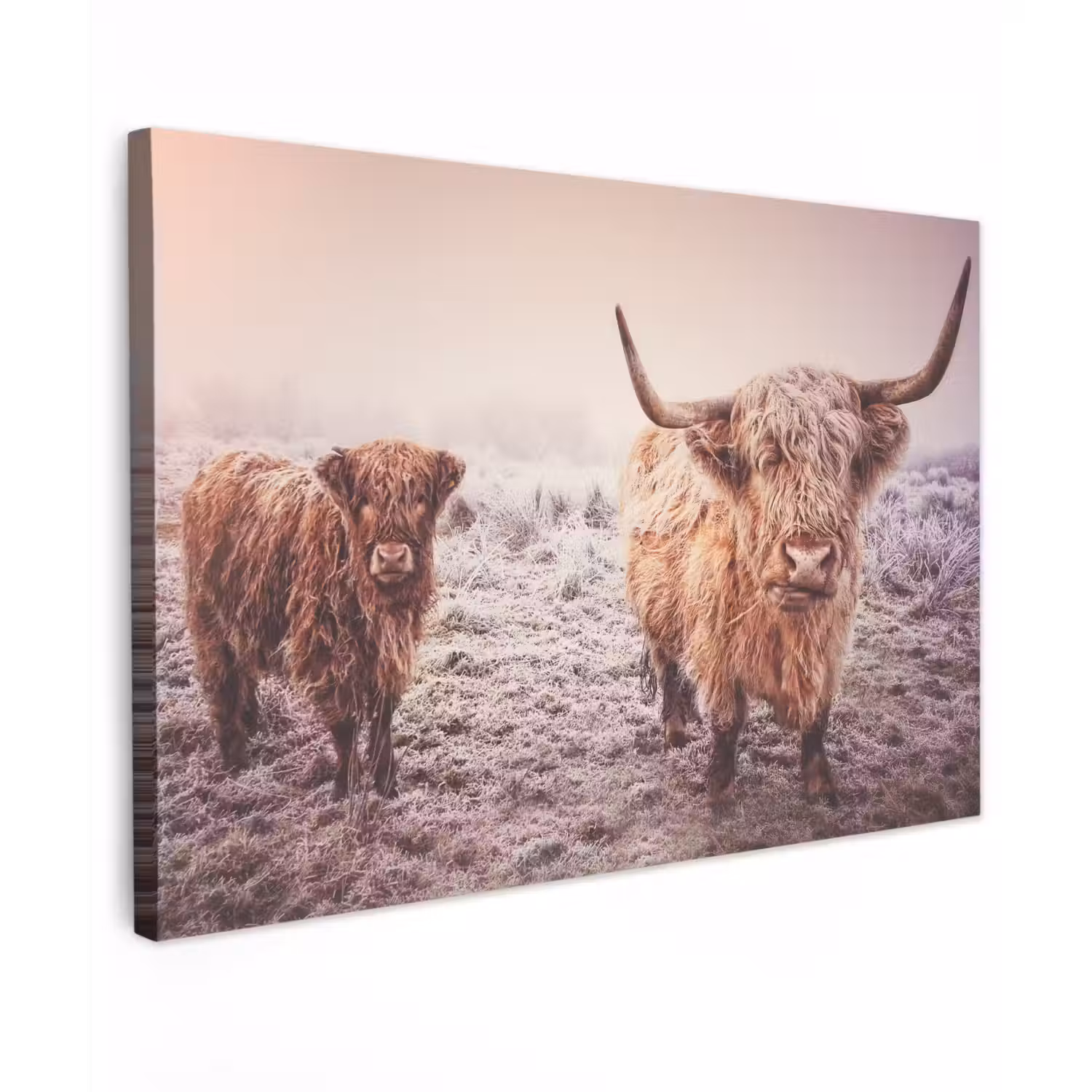 Schotse hooglanders - Licht - Lucht - Natuur Tuinposter op houten frame 2 cm dik klein -3d