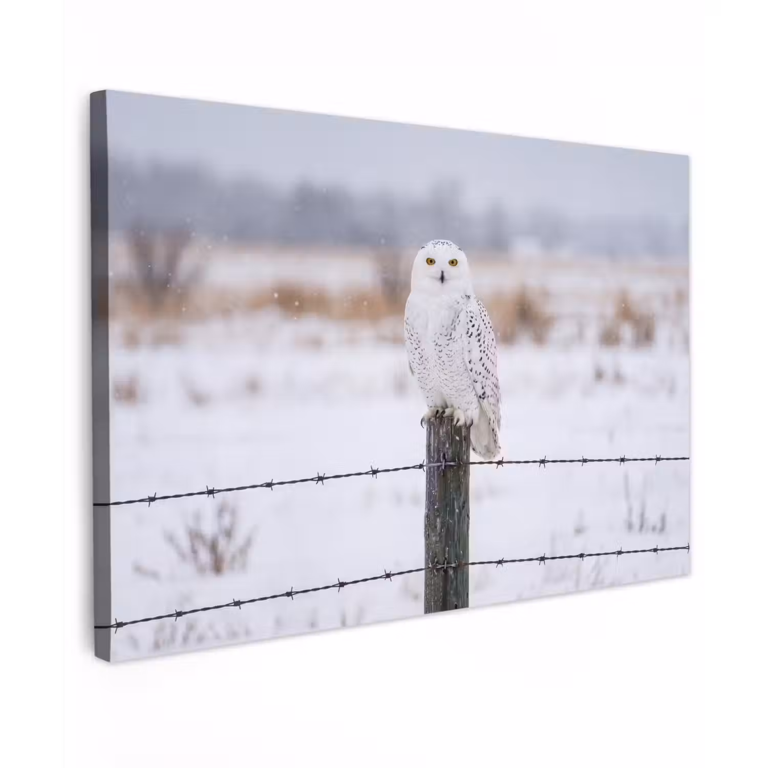 Sneeuwuil - Hek - Sneeuw - Wit Tuinposter op houten frame 2 cm dik klein -3d