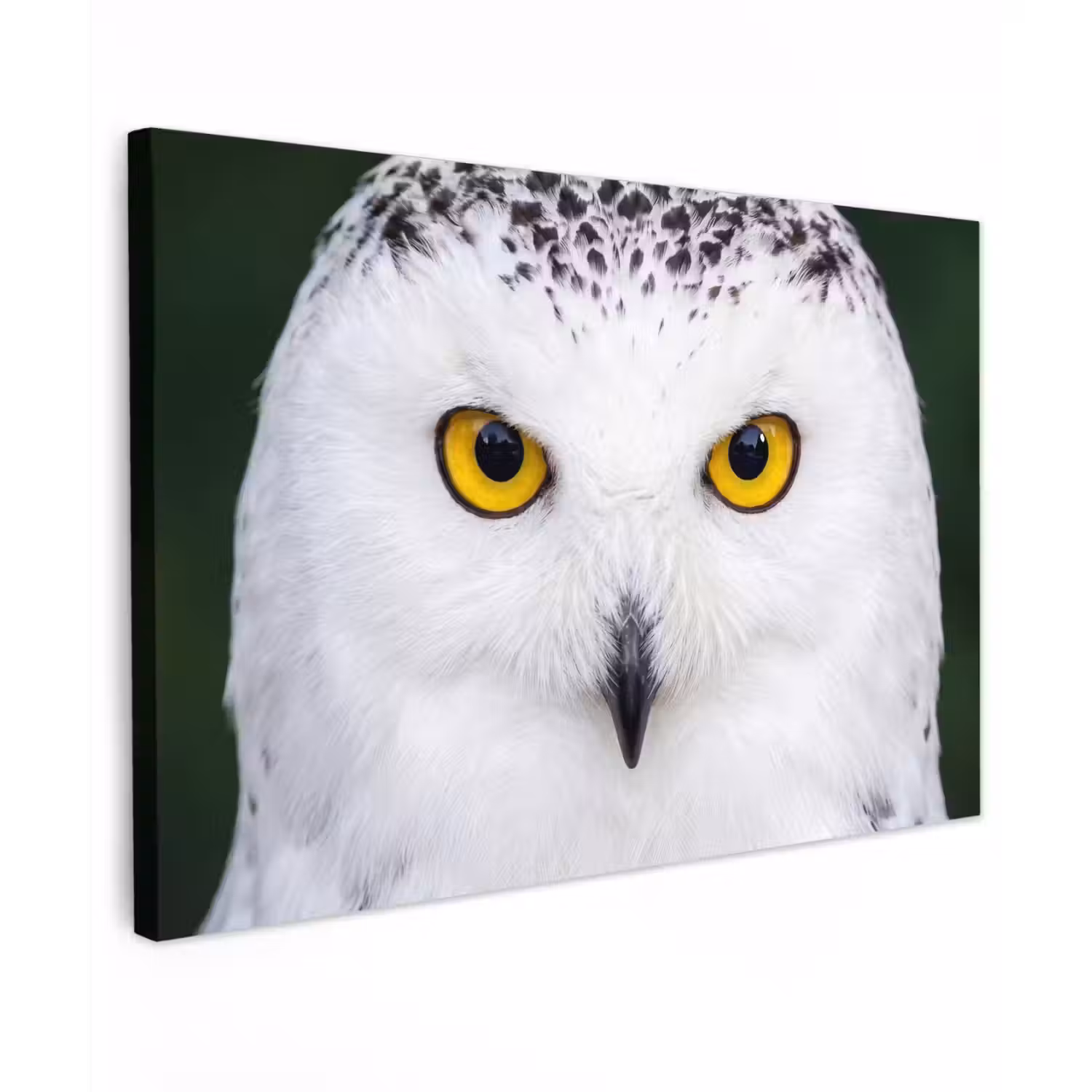 Sneeuwuil - Portret - Geel Tuinposter op houten frame 2 cm dik klein -3d