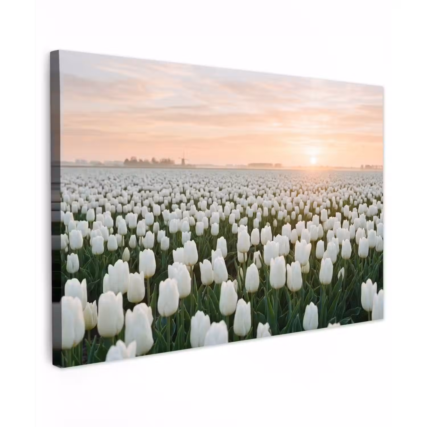 Tulpen - Landschap - Wit Tuinposter op houten frame 2 cm dik klein -3d