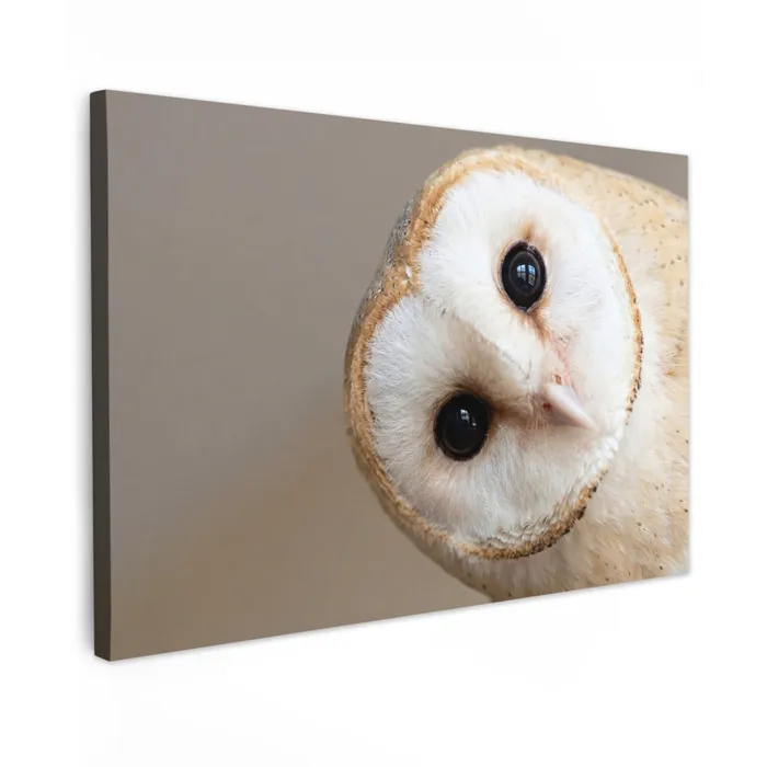 Uil - Bruin - Wit Tuinposter op houten frame 2 cm dik klein -3d
