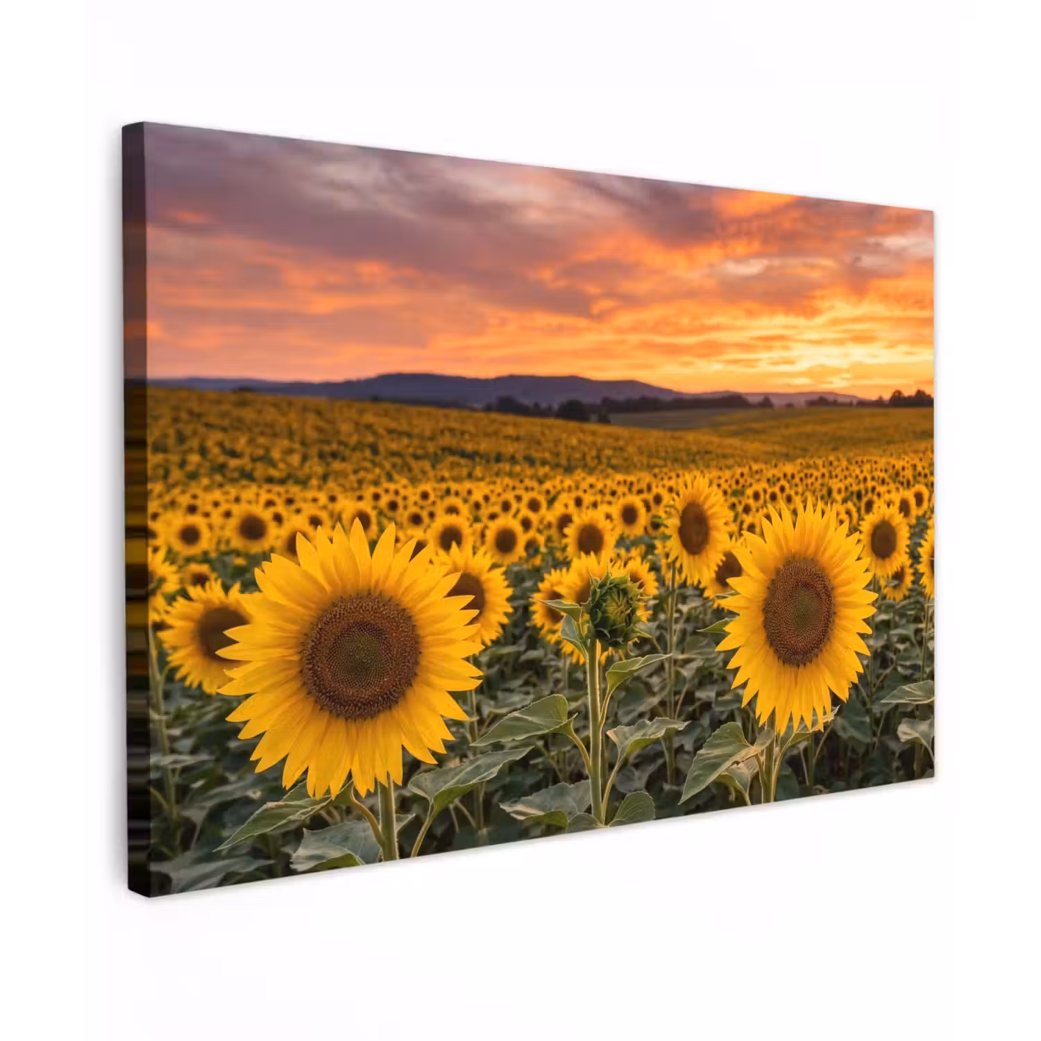 Zonnebloemen - Heuvellandschap - Geel Tuinposter op houten frame 2 cm dik klein -3d