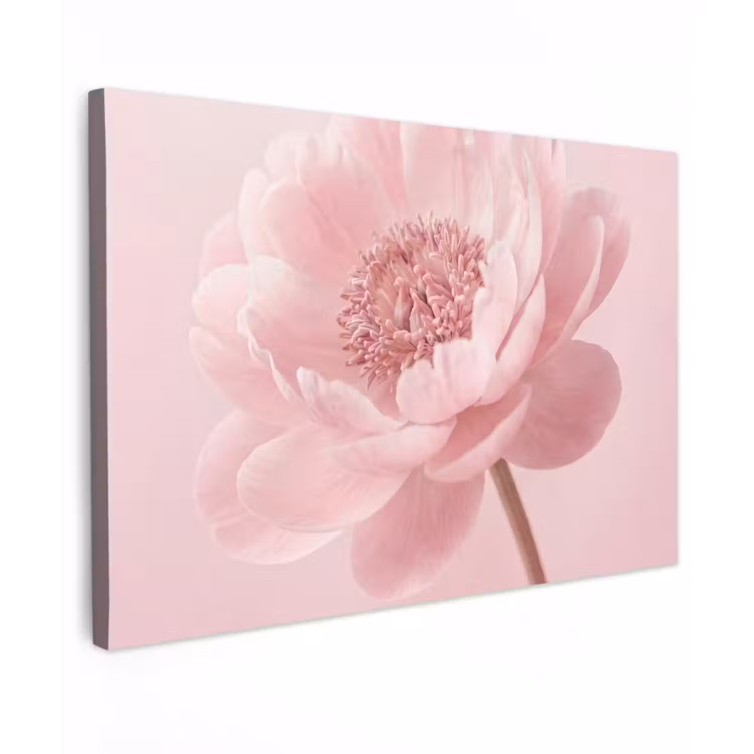 Bloem - Pioenroos - Roze canvas 2cm klein -z3d