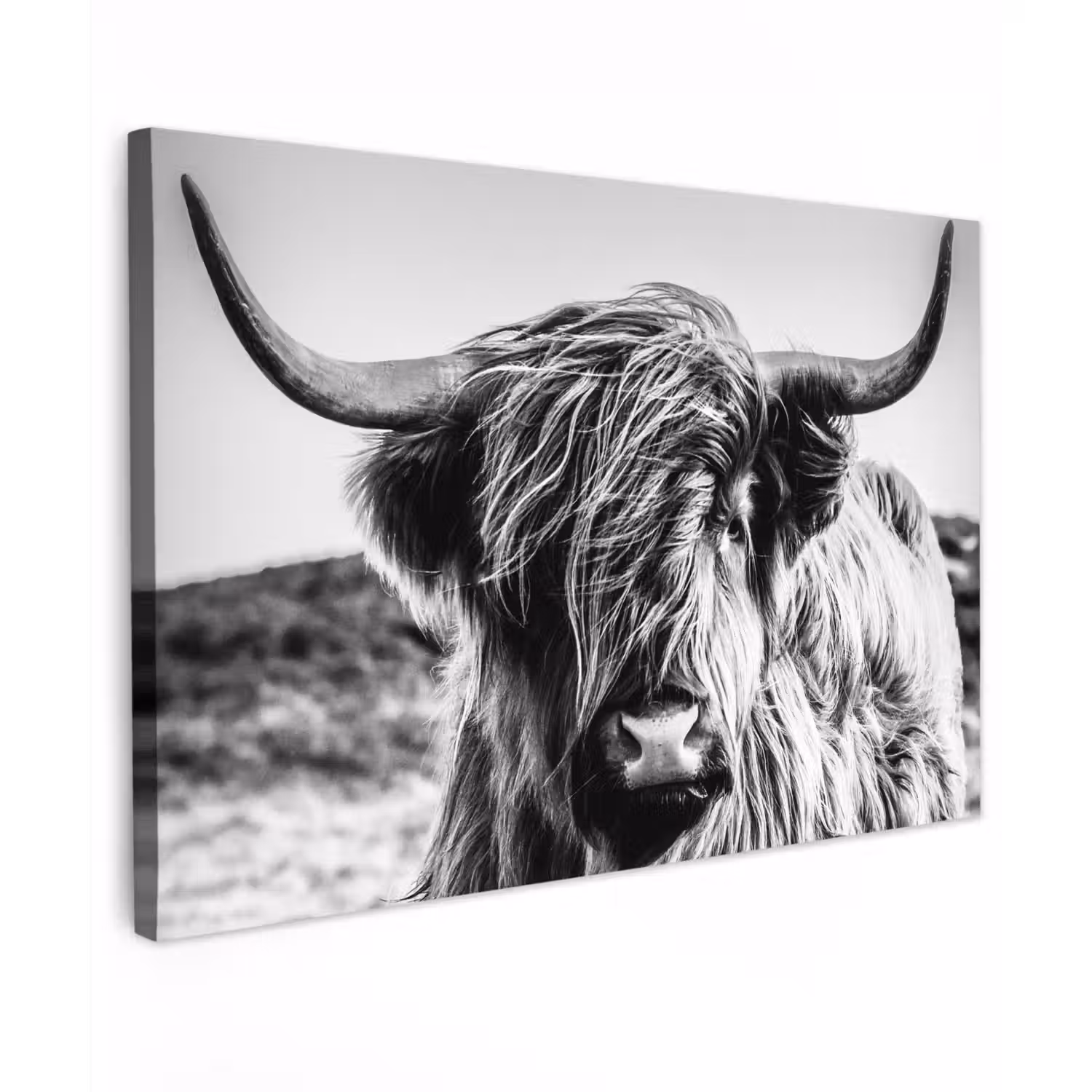Koe - Schotse hooglander - Zwart - Wit - Dier - Natuur - Wild canvas 2cm klein -z3d
