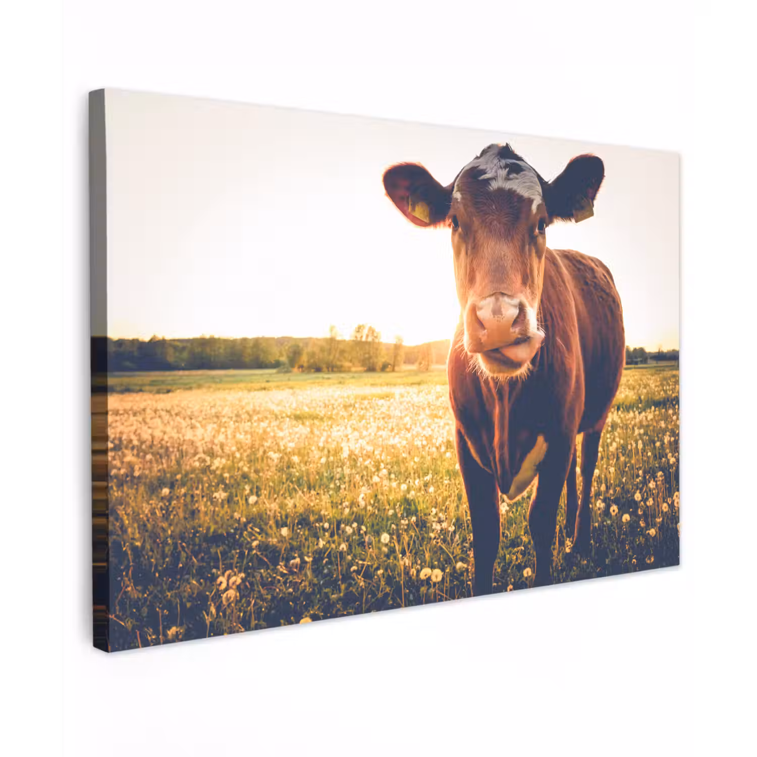Koe - Zonsondergang - Bloemen - Gras - Dieren canvas 2cm klein -z3d