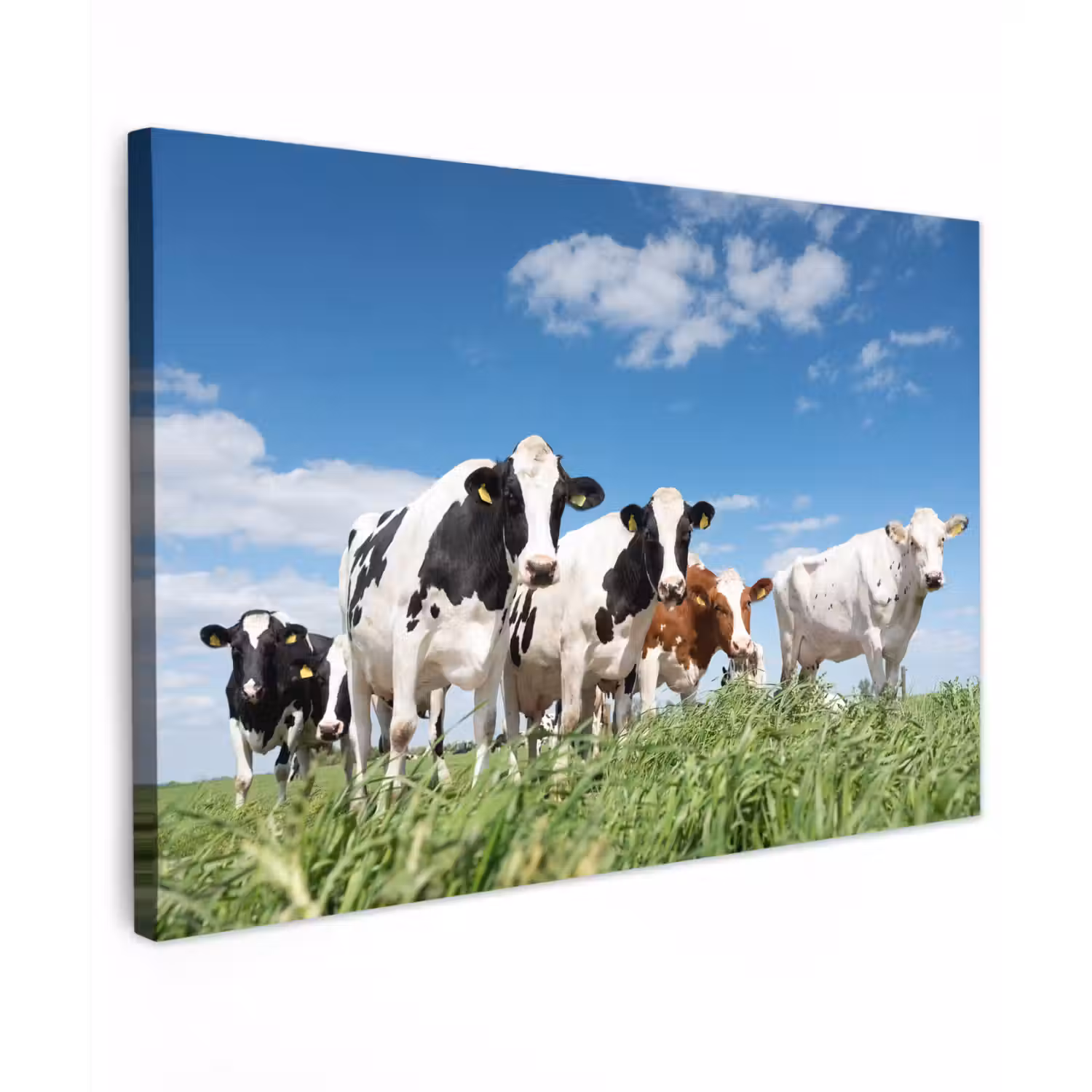 Koeien - Platteland - Weiland - Natuur - Dieren canvas 2cm klein -z3d