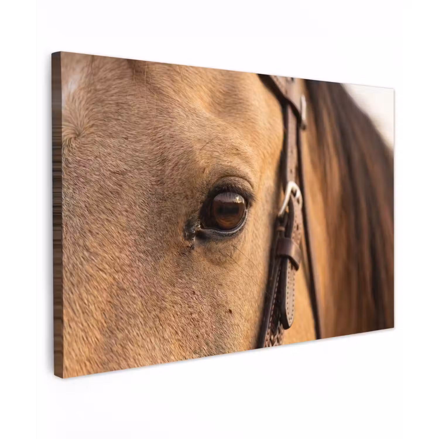 Pferd - Auge - Braun canvas 2cm klein -z3d