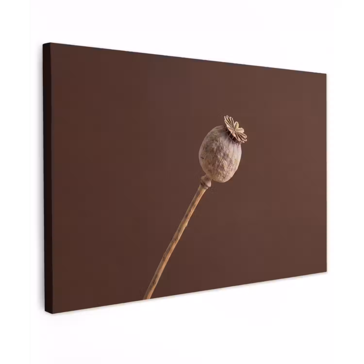 Papaverbol - Droogbloem - Bruin - Minimalistisch canvas 2cm klein -z3d