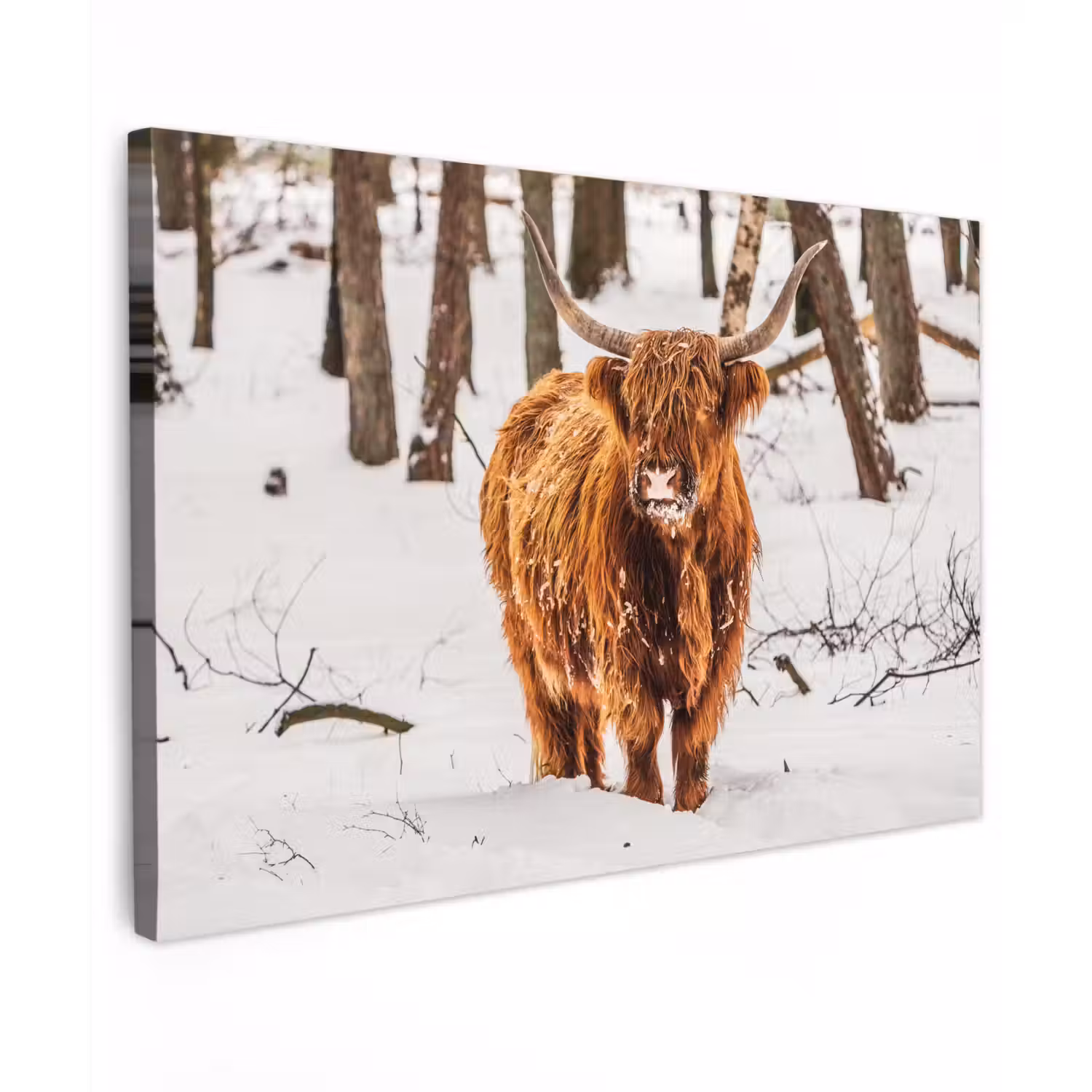 Schotse Hooglander - Sneeuw - Winter - Natuur - Dieren canvas 2cm klein -z3d
