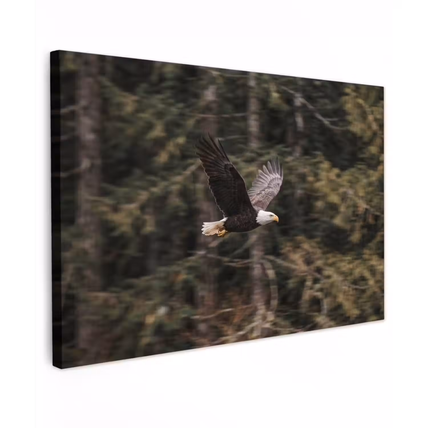 Zeearend - Vliegen - Bos - Natuur canvas 2cm klein -z3d
