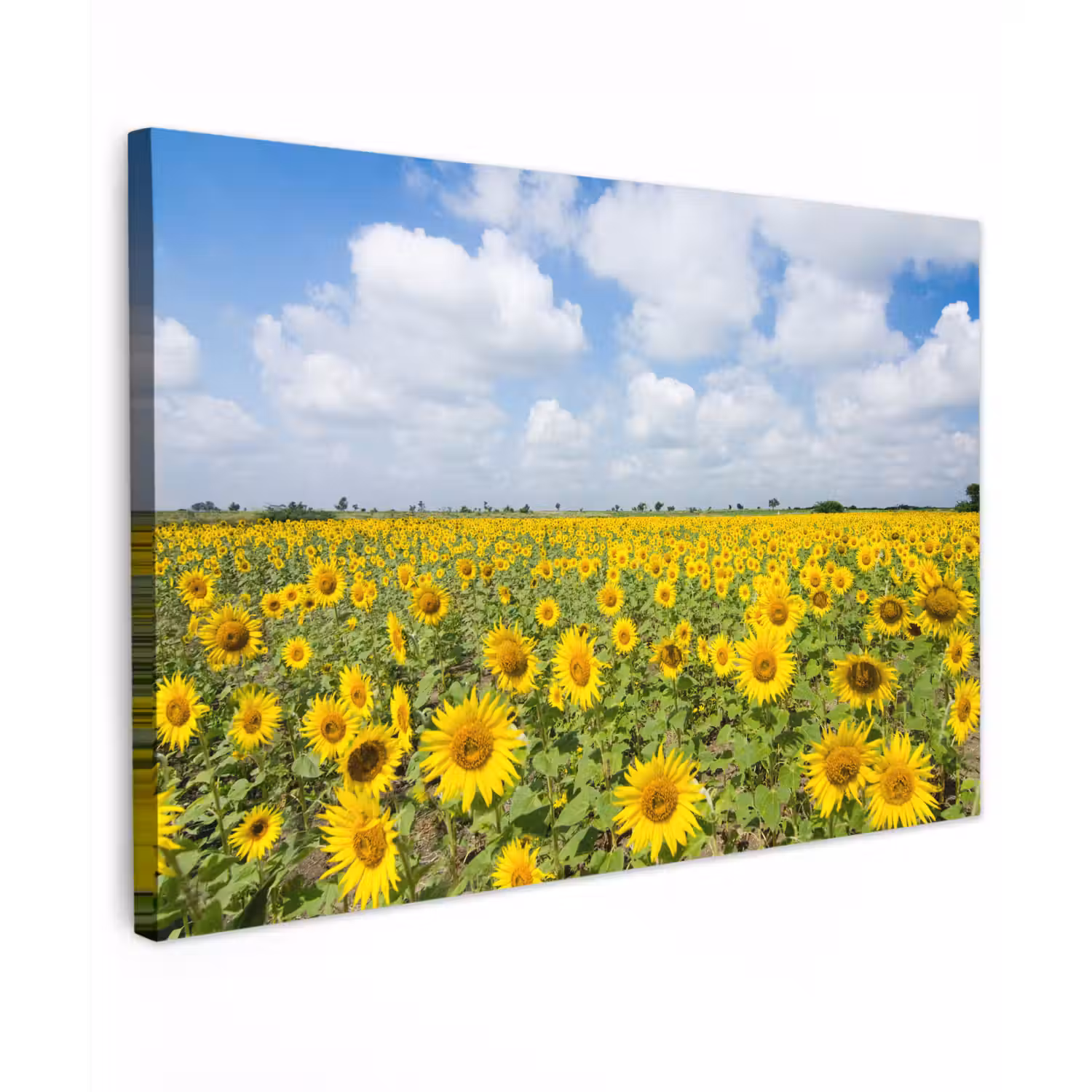 Zonnebloemen - Bloemen - Wolken - Natuur - Geel - Landschap canvas 2cm klein -z3d