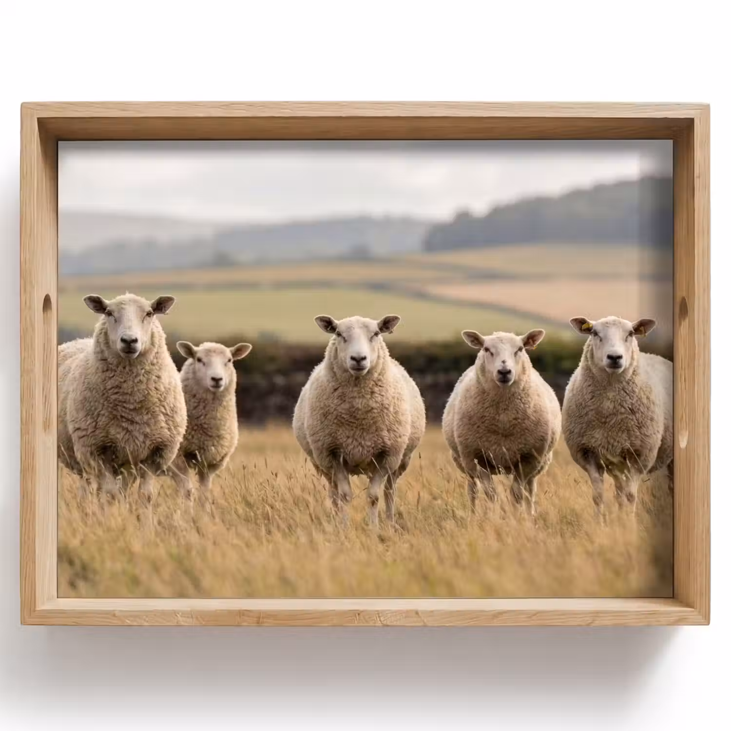 Schapen - Weidenlandschap - Heuvels Dienblad Rechthoek middel -z3d_shopping