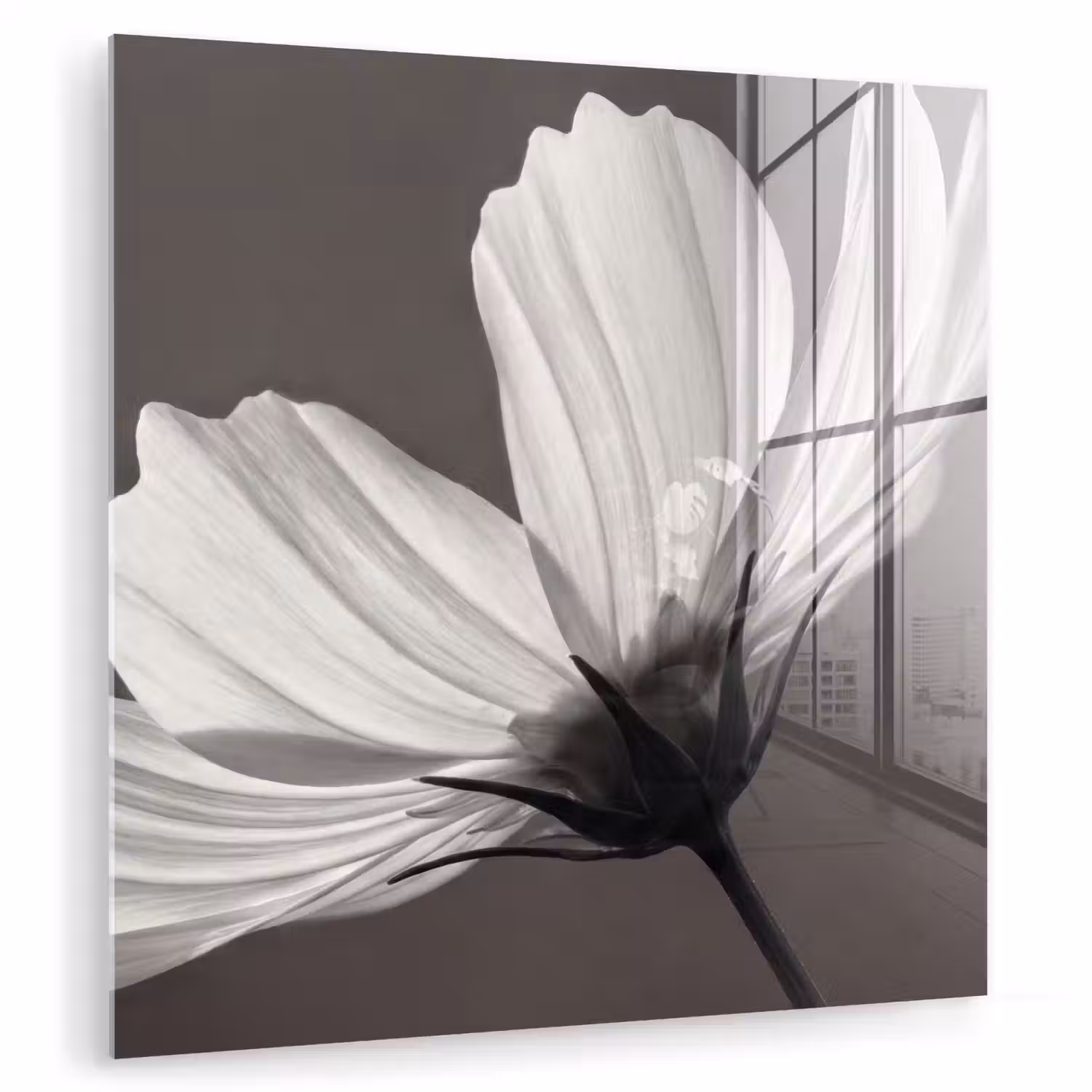 Bloem - Minimalistisch - Zwart - Wit plexiglas 5mm klein -zzzproduct_nieuw