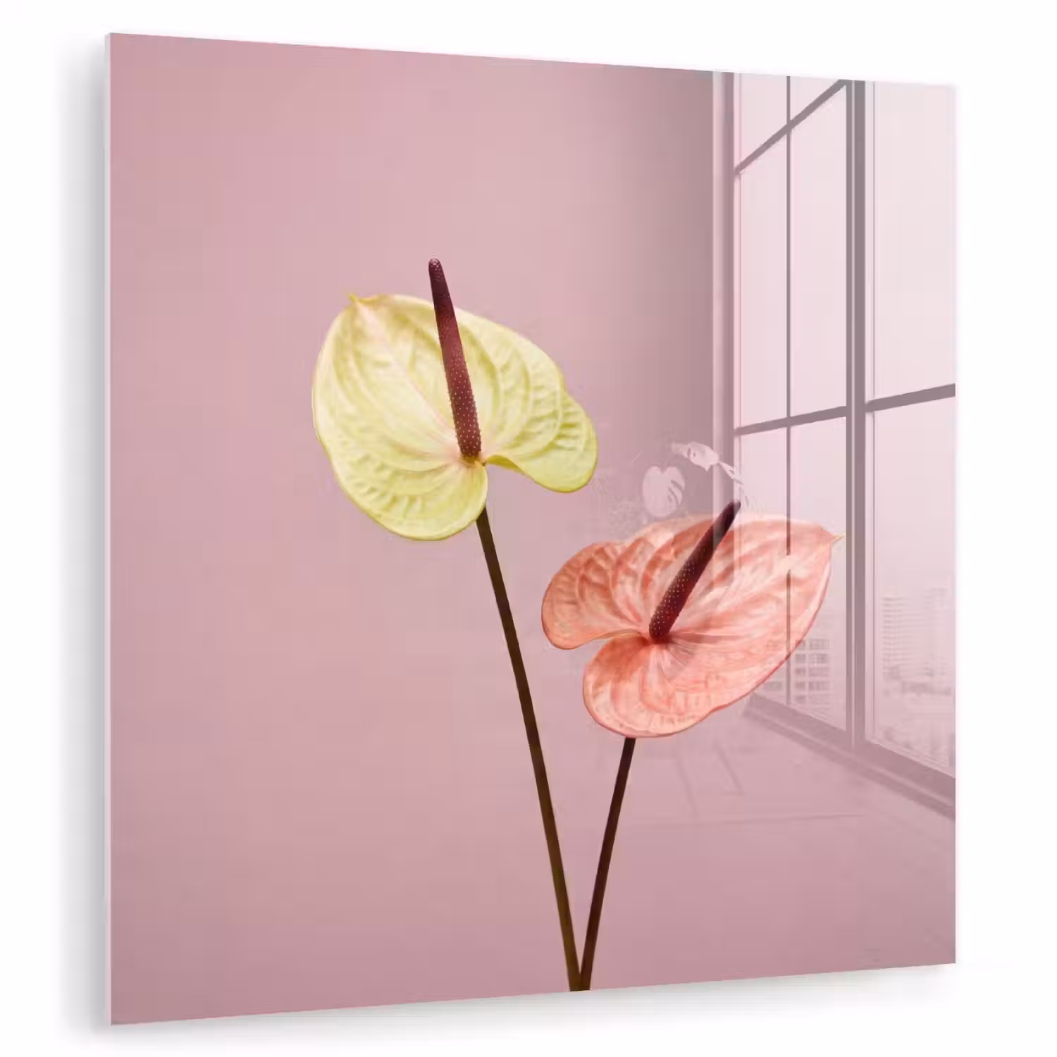 Bloemen - Anthuriums - Geel - Roze plexiglas 5mm klein -zzzproduct_nieuw