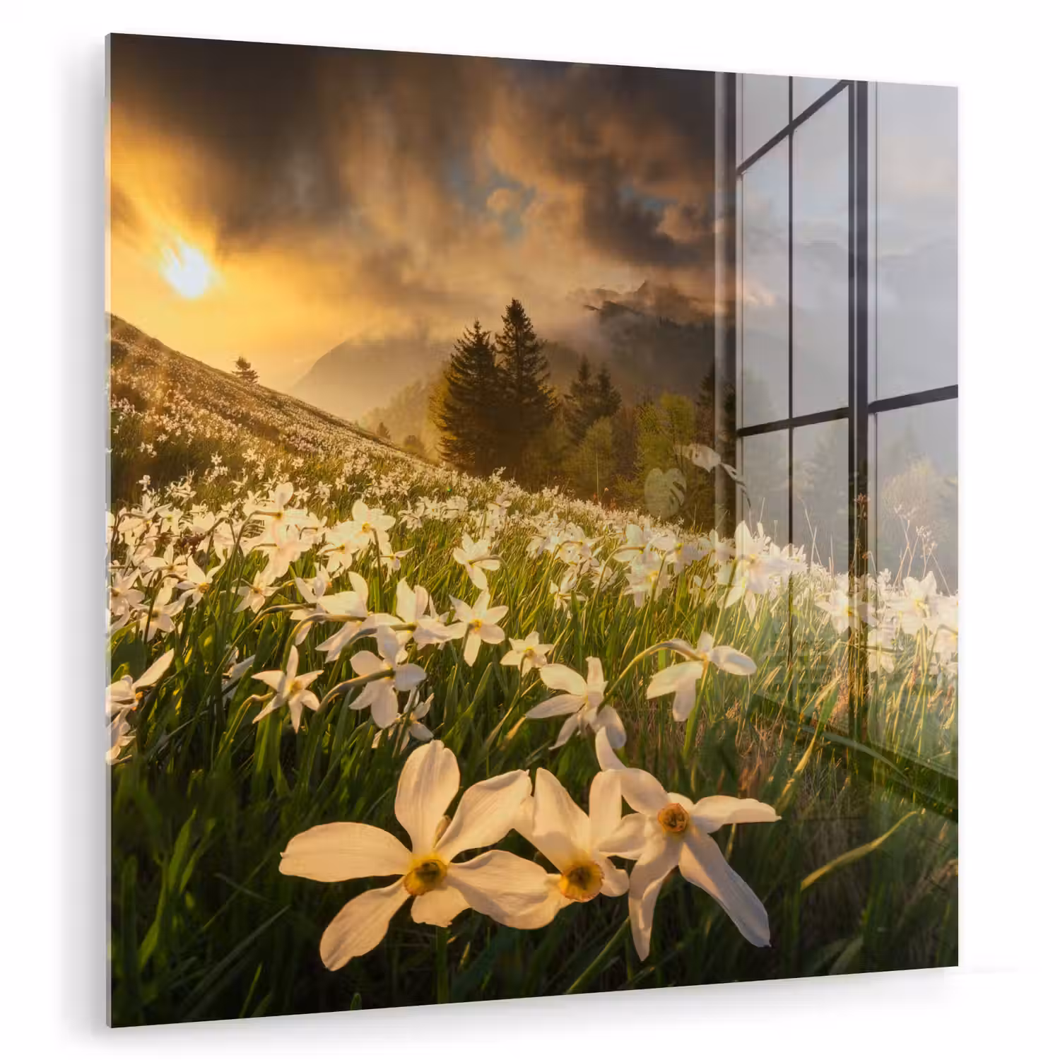 Bloemenveld - Heuvels - Zonsondergang - Berg - Natuur - Wit - Heuvels plexiglas 5mm klein -zzzproduct_nieuw
