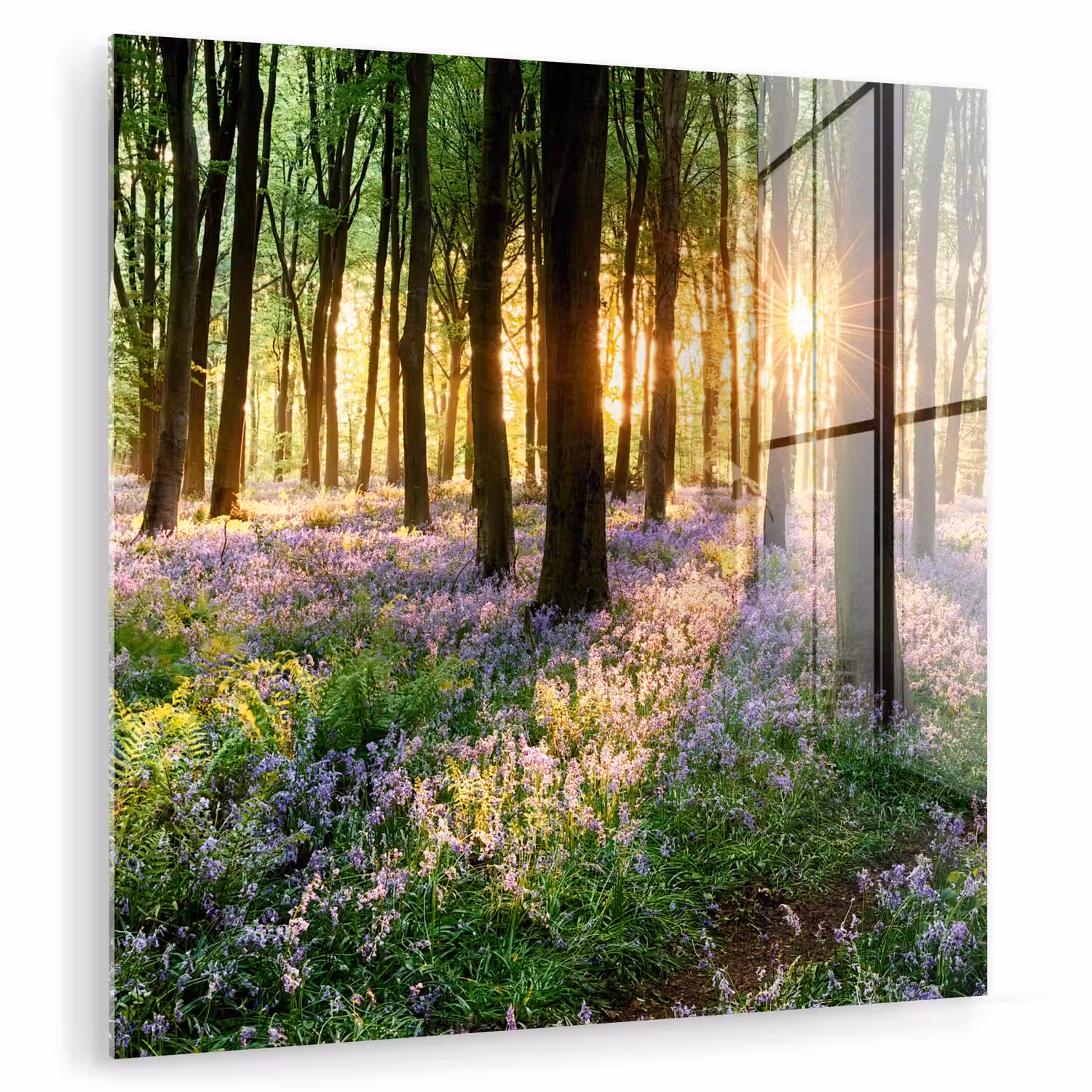 Bos - Bloemen - Lavendel - Zon - Paars - Natuur plexiglas 5mm klein -zzzproduct_nieuw