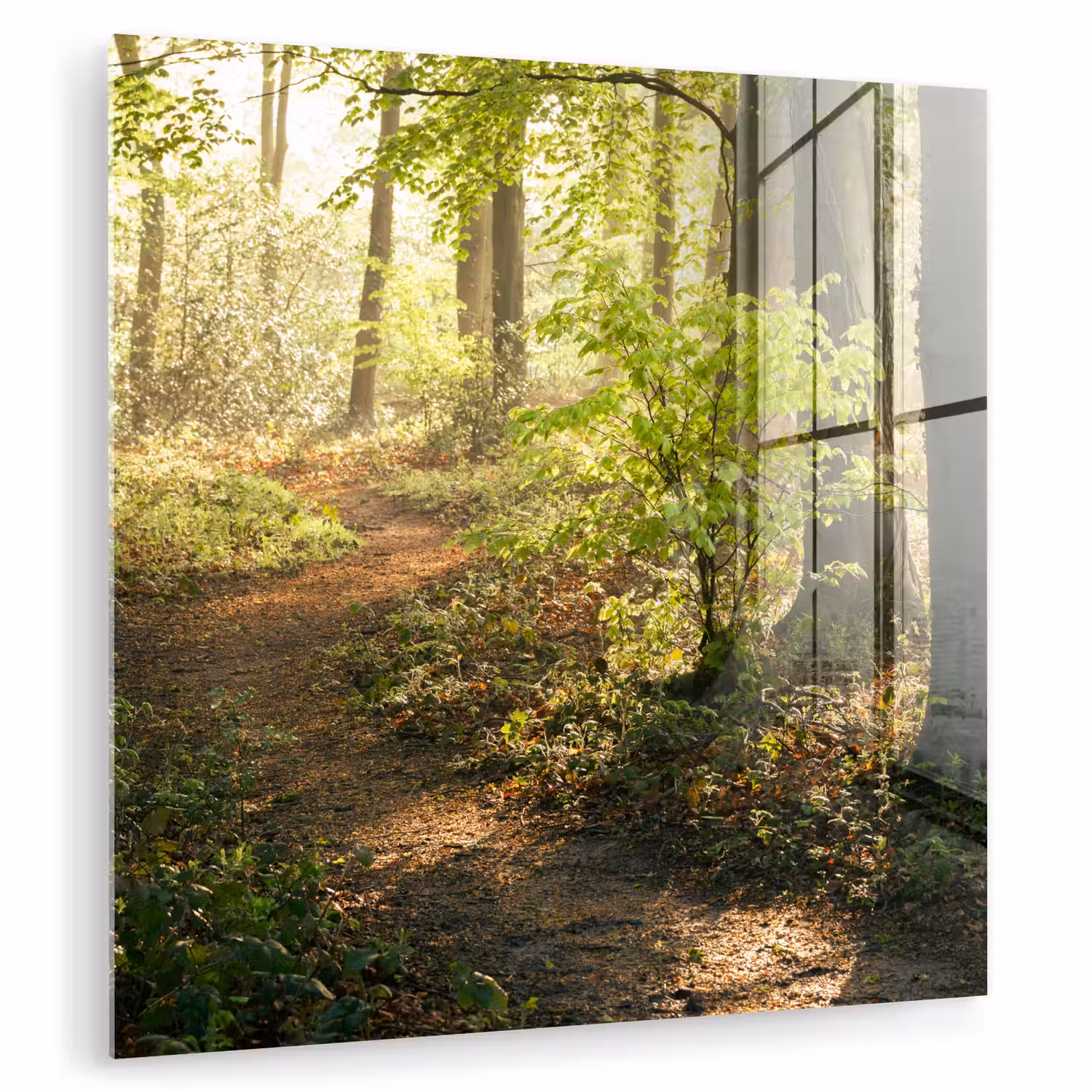 Bos - Bomen - Pad - Zon - Planten - Bladeren - Natuur plexiglas 5mm klein -zzzproduct_nieuw