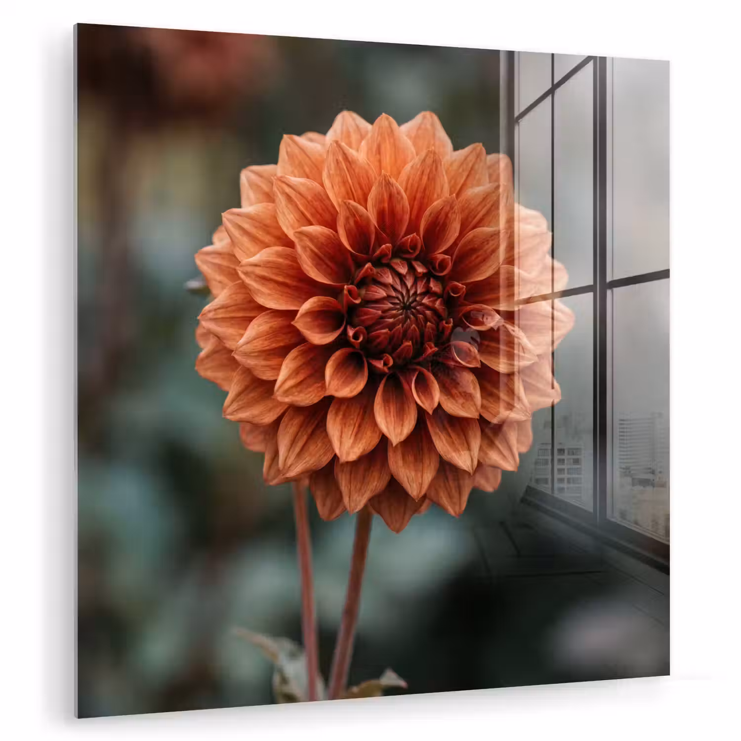 Dahlia - Bloem - Natuur - Sfeervol plexiglas 5mm klein -zzzproduct_nieuw