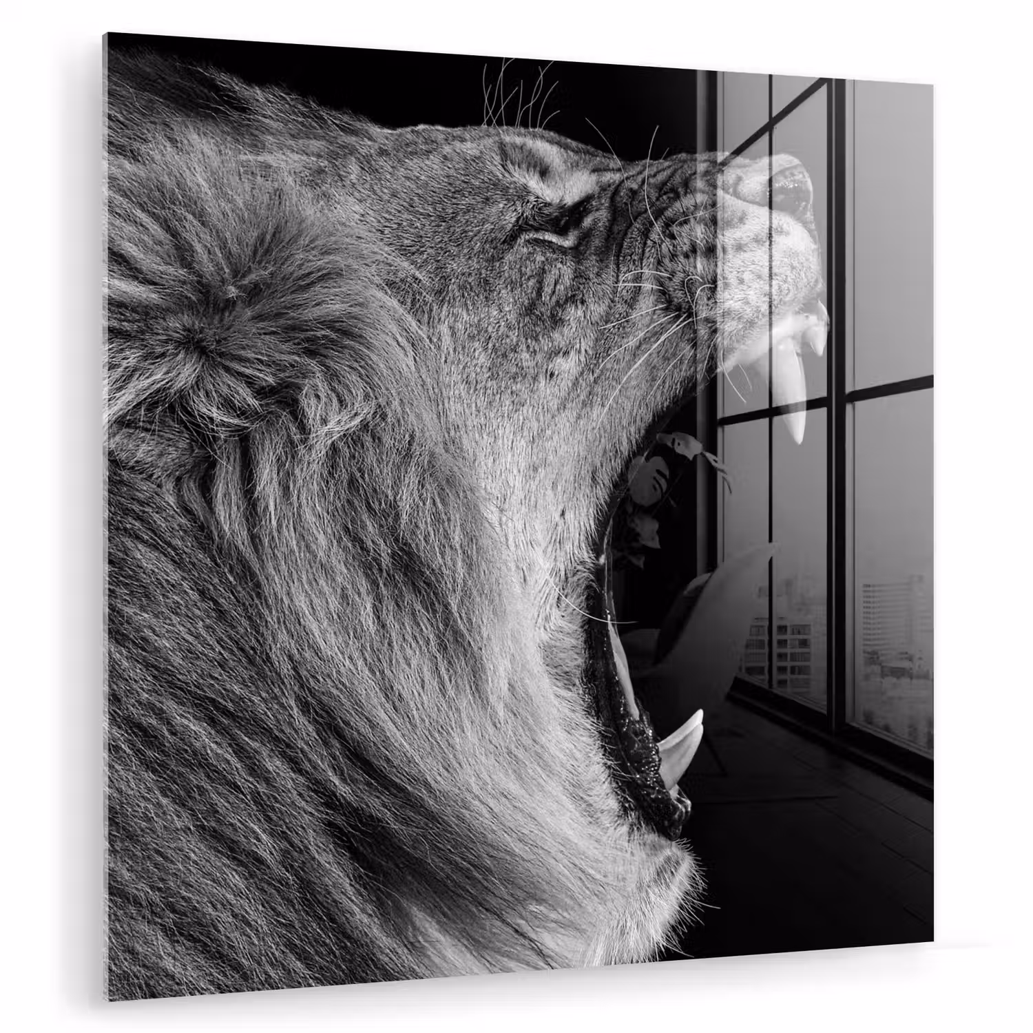 Dieren - Leeuw - Zwart - Wit - Portret plexiglas 5mm klein -zzzproduct_nieuw