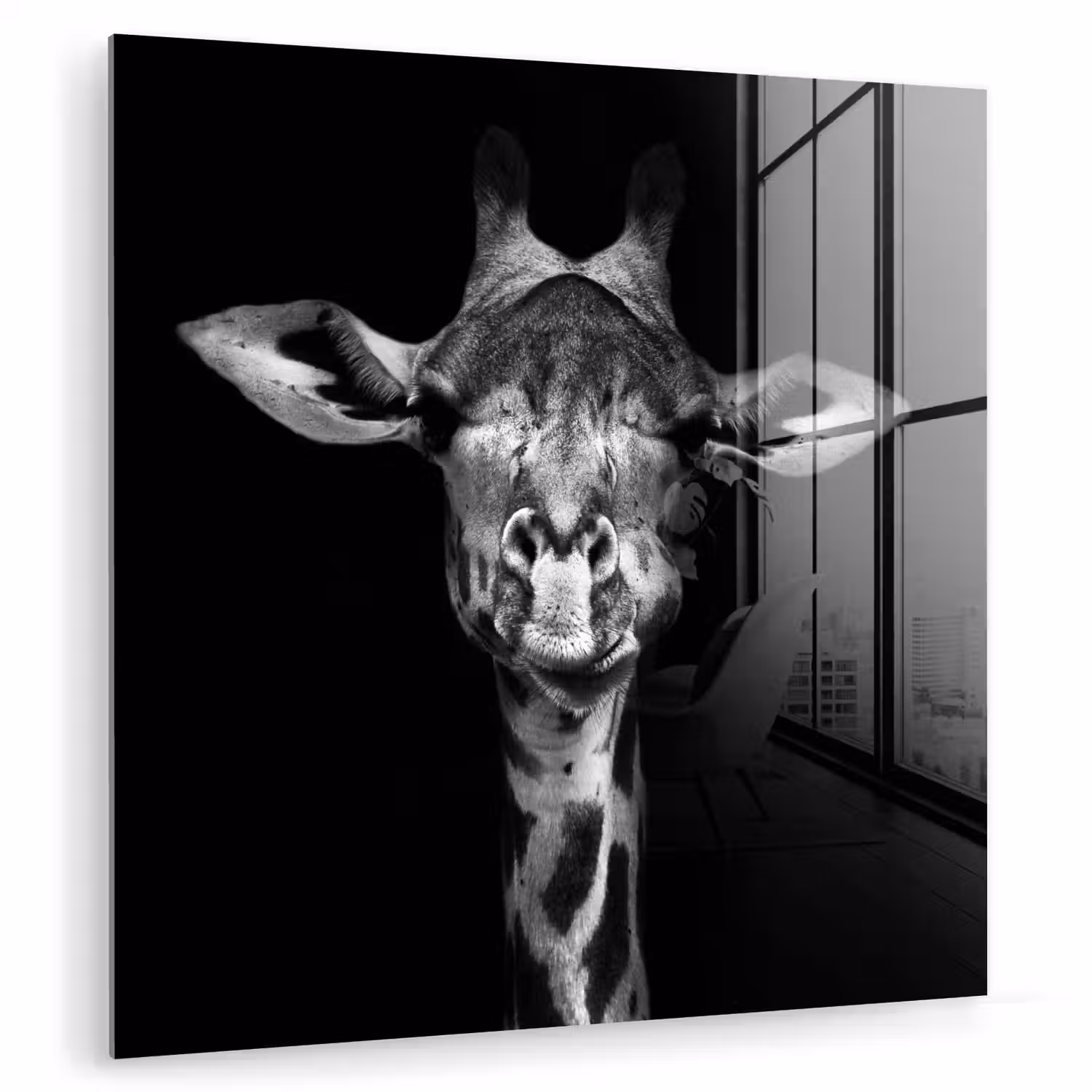 Giraffe - Portret - Dieren - Zwart - Wit plexiglas 5mm klein -zzzproduct_nieuw