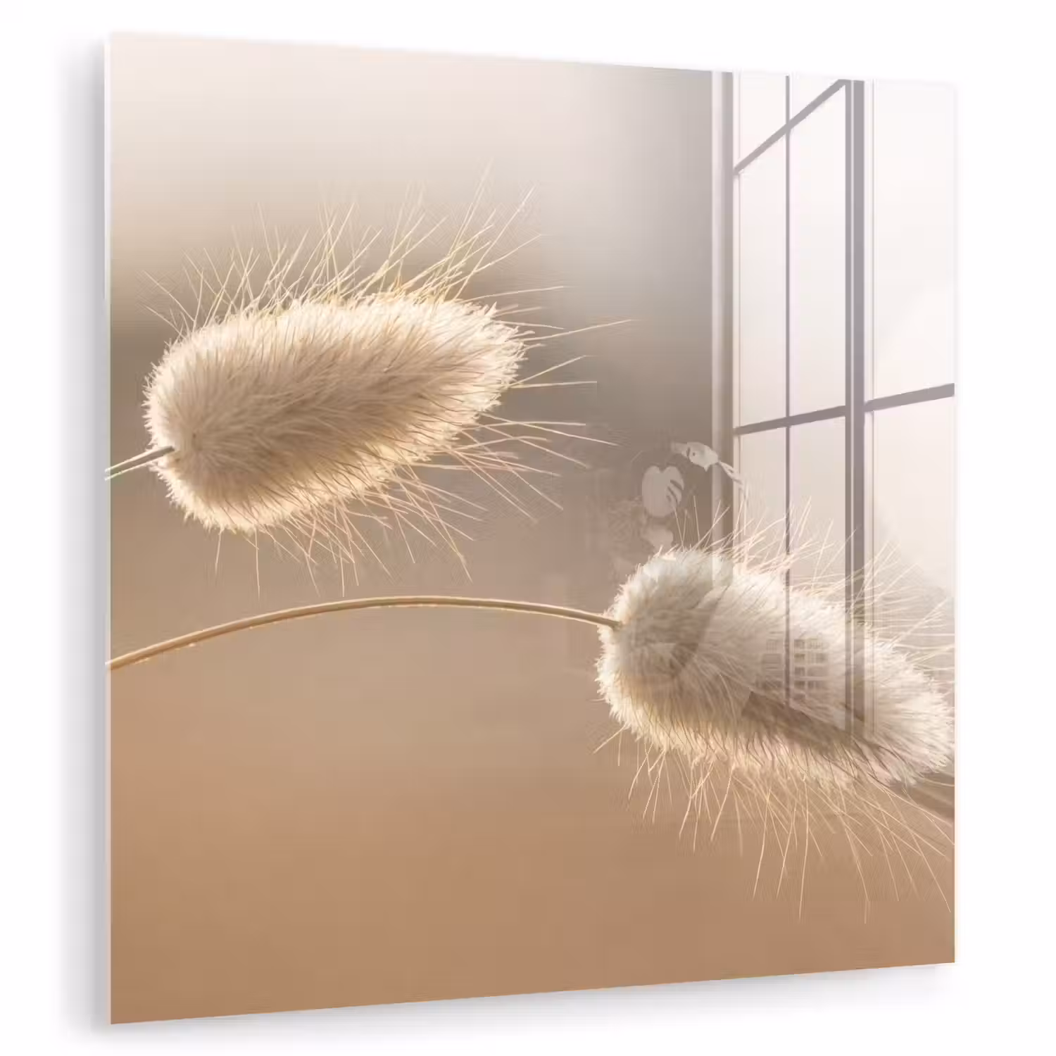 Hazestaartgras - Graanharen - Zonlicht plexiglas 5mm klein -zzzproduct_nieuw